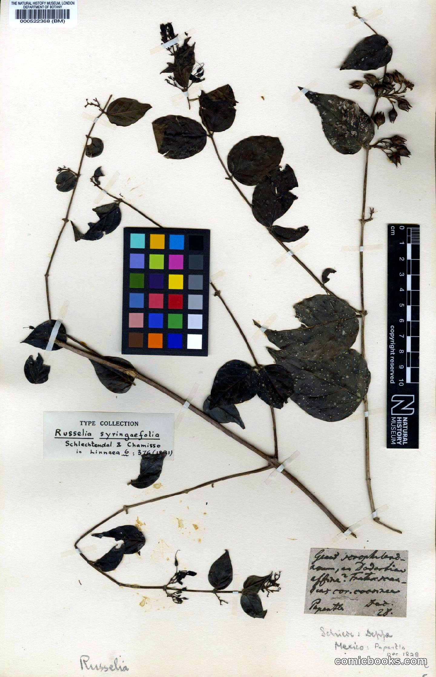 Russelia syringaefolia Schltdl. & Cham.