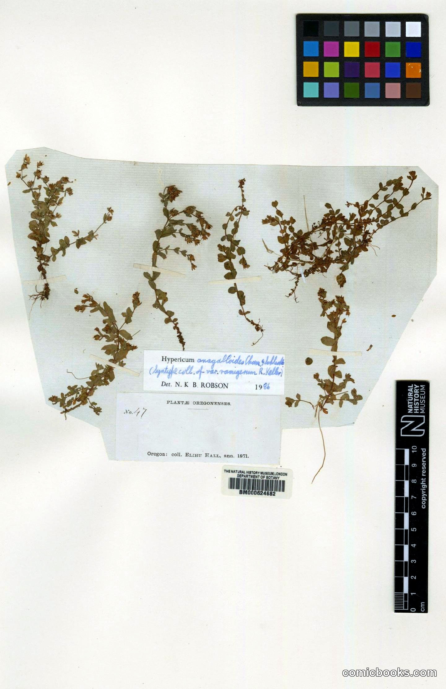 Hypericum anagalloides Cham. & Schltdl.