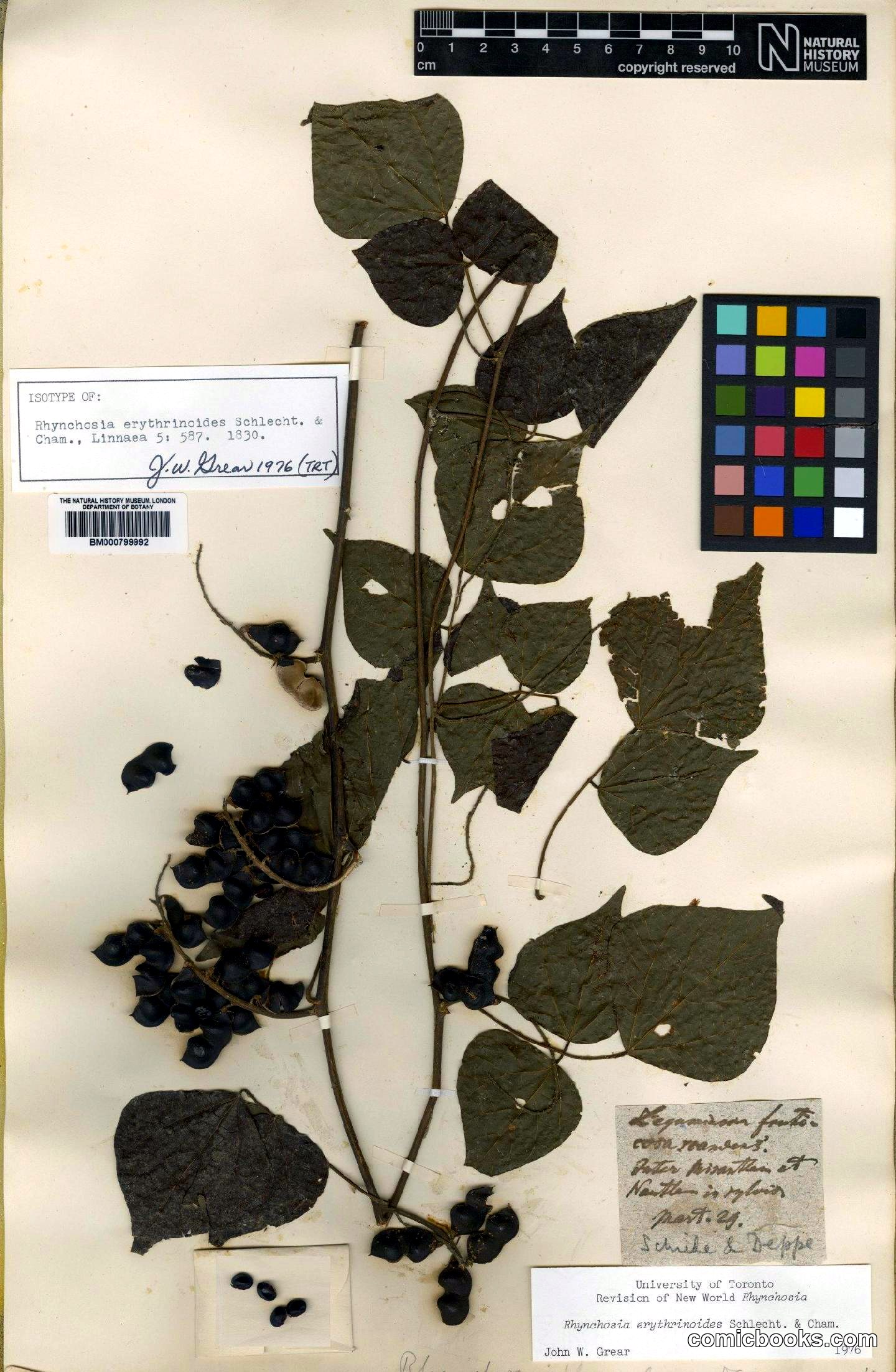Rhynchosia erythrinoides Schltdl. & Cham.