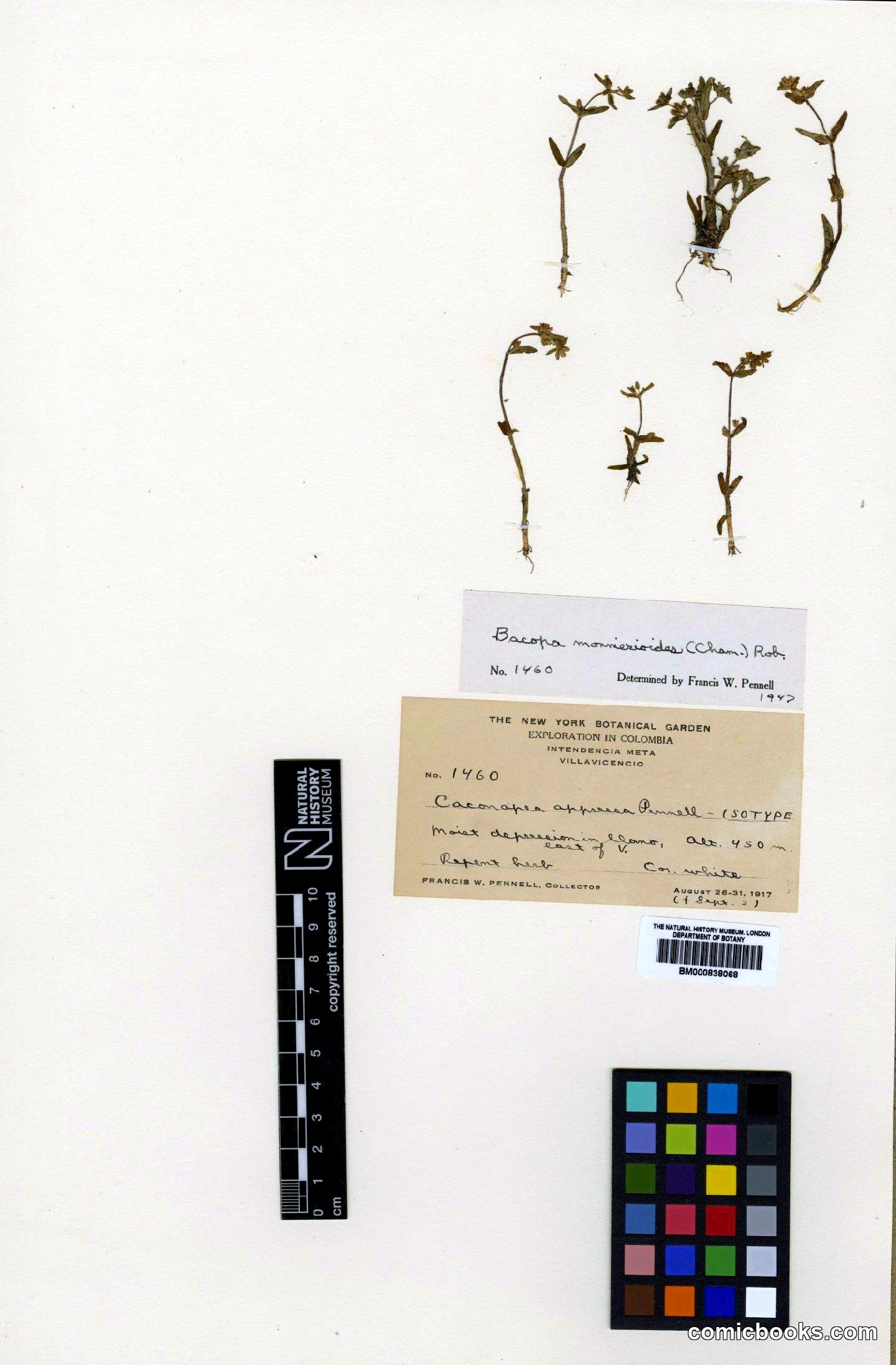 Bacopa monnierioides (Cham.) B.L.Rob.
