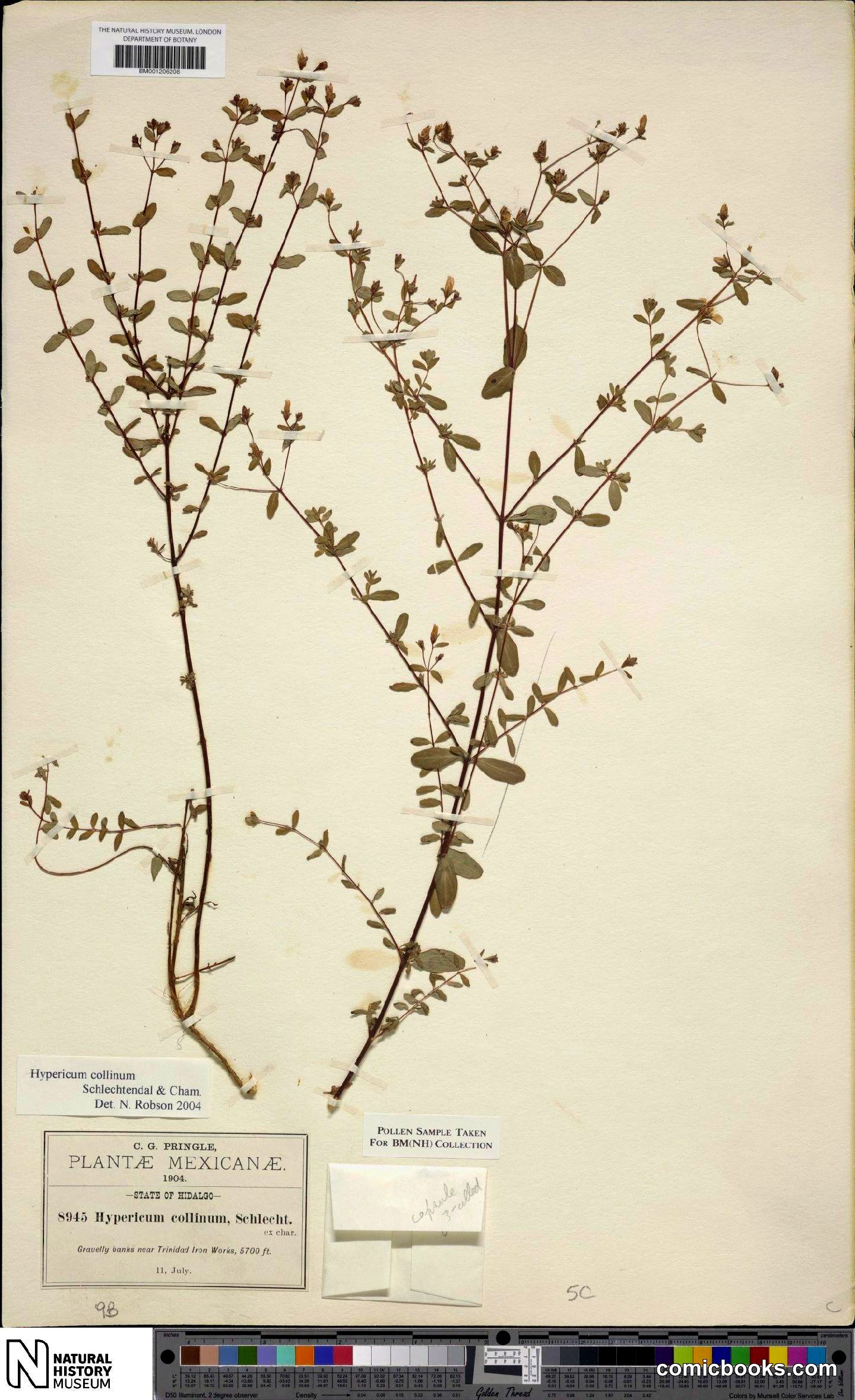 Hypericum collinum Cham. & Schltdl.