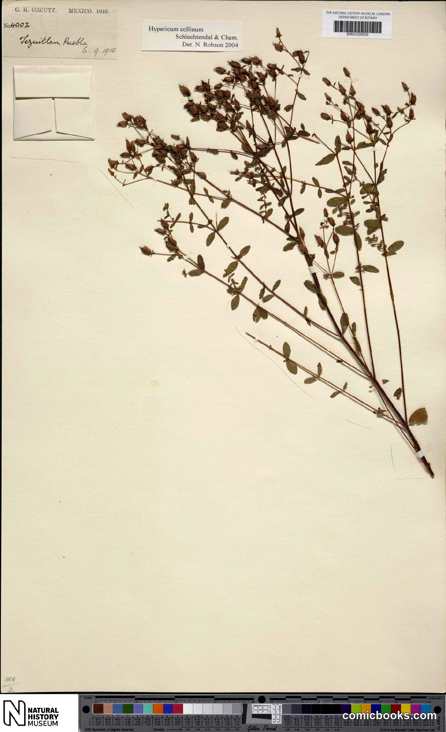 Hypericum collinum Cham. & Schltdl.