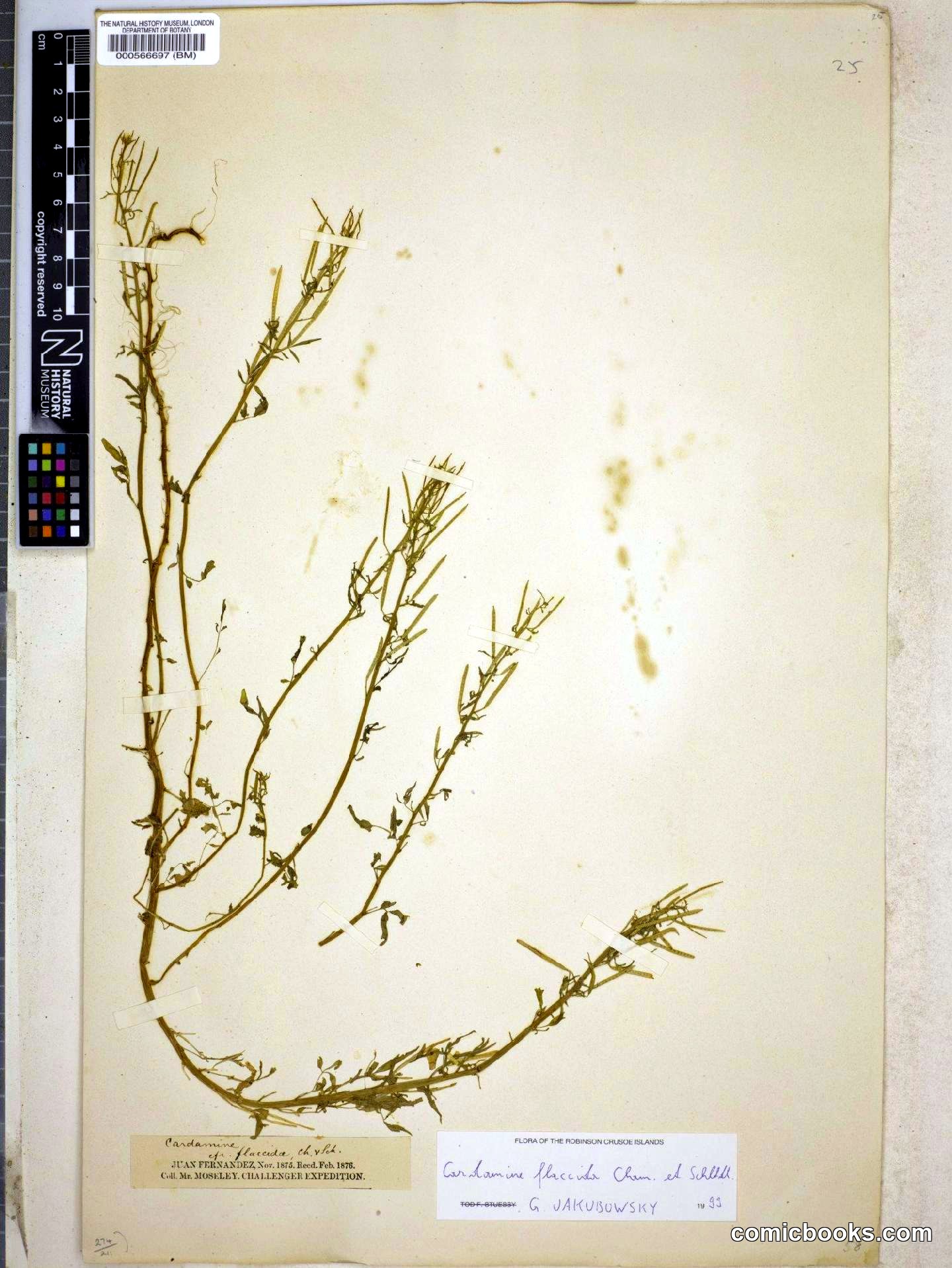 Cardamine flaccida Cham. & Schltdl.