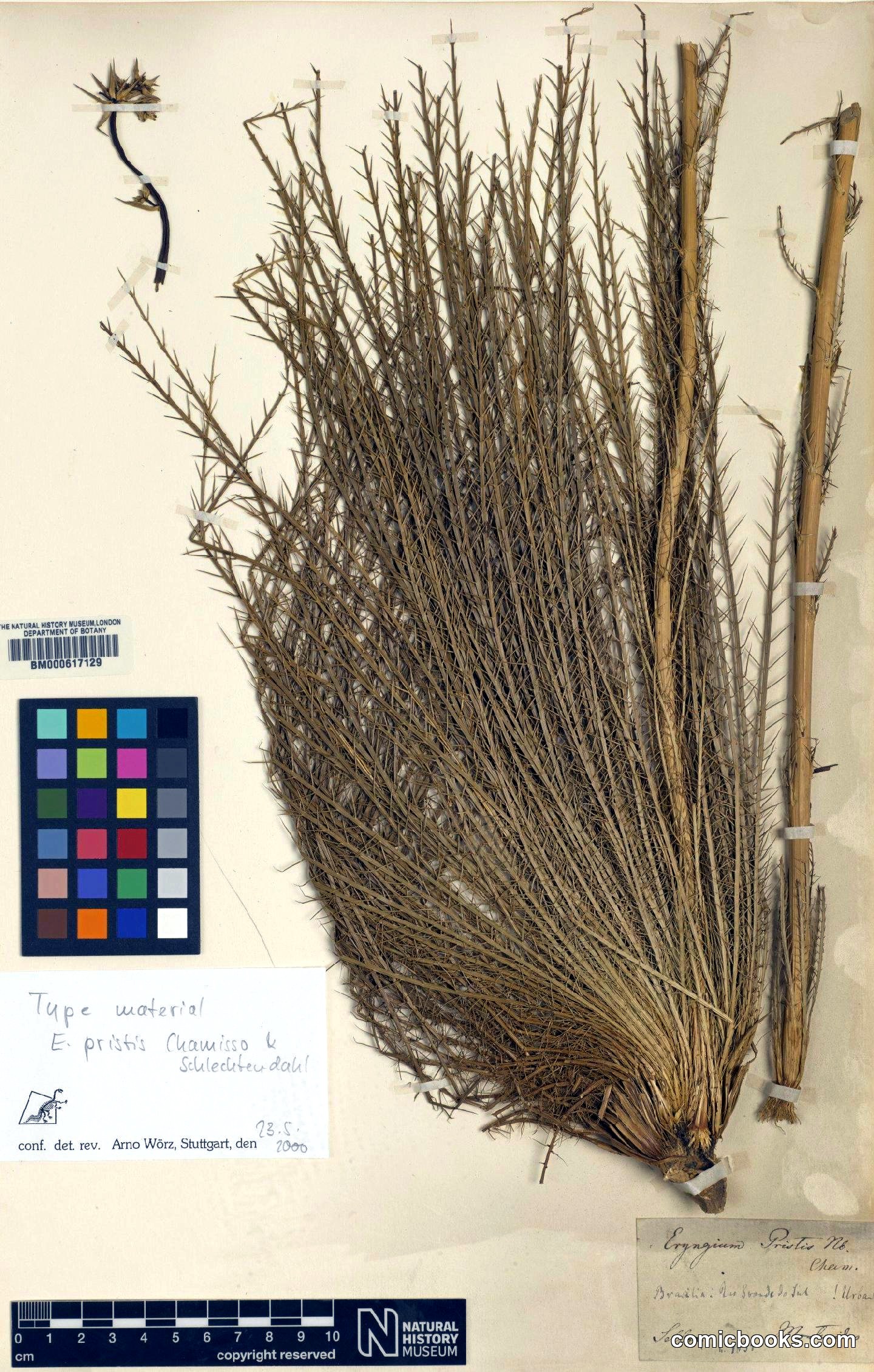 Eryngium pristis Cham. & Schltdl.