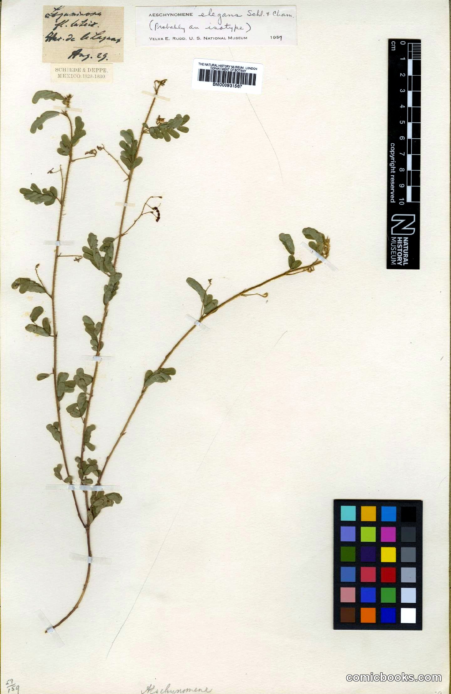 Aeschynomene elegans Schltdl. & Cham.