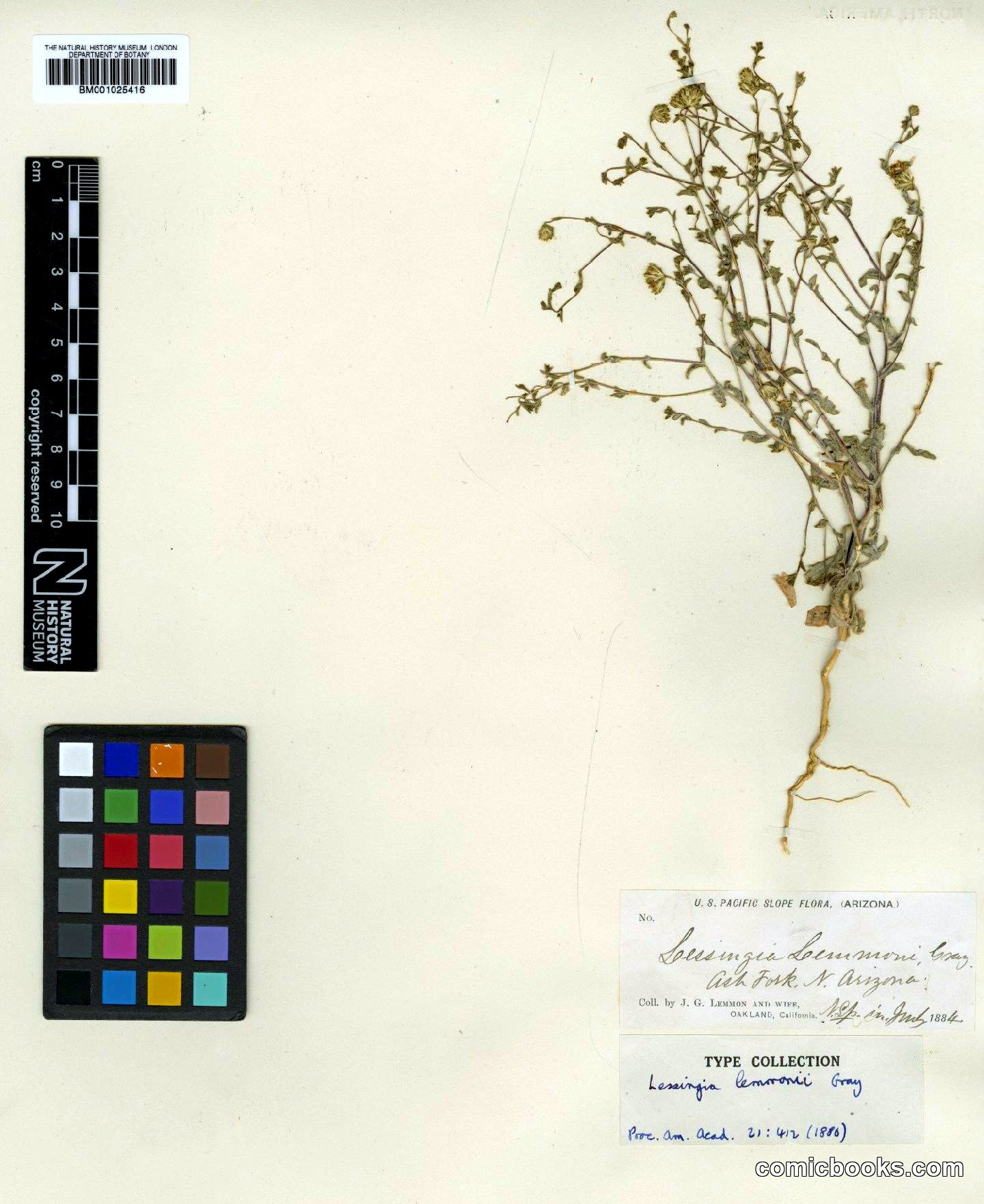 Lessingia lemmонii Gray — Type Specimen, Arizona, 1884