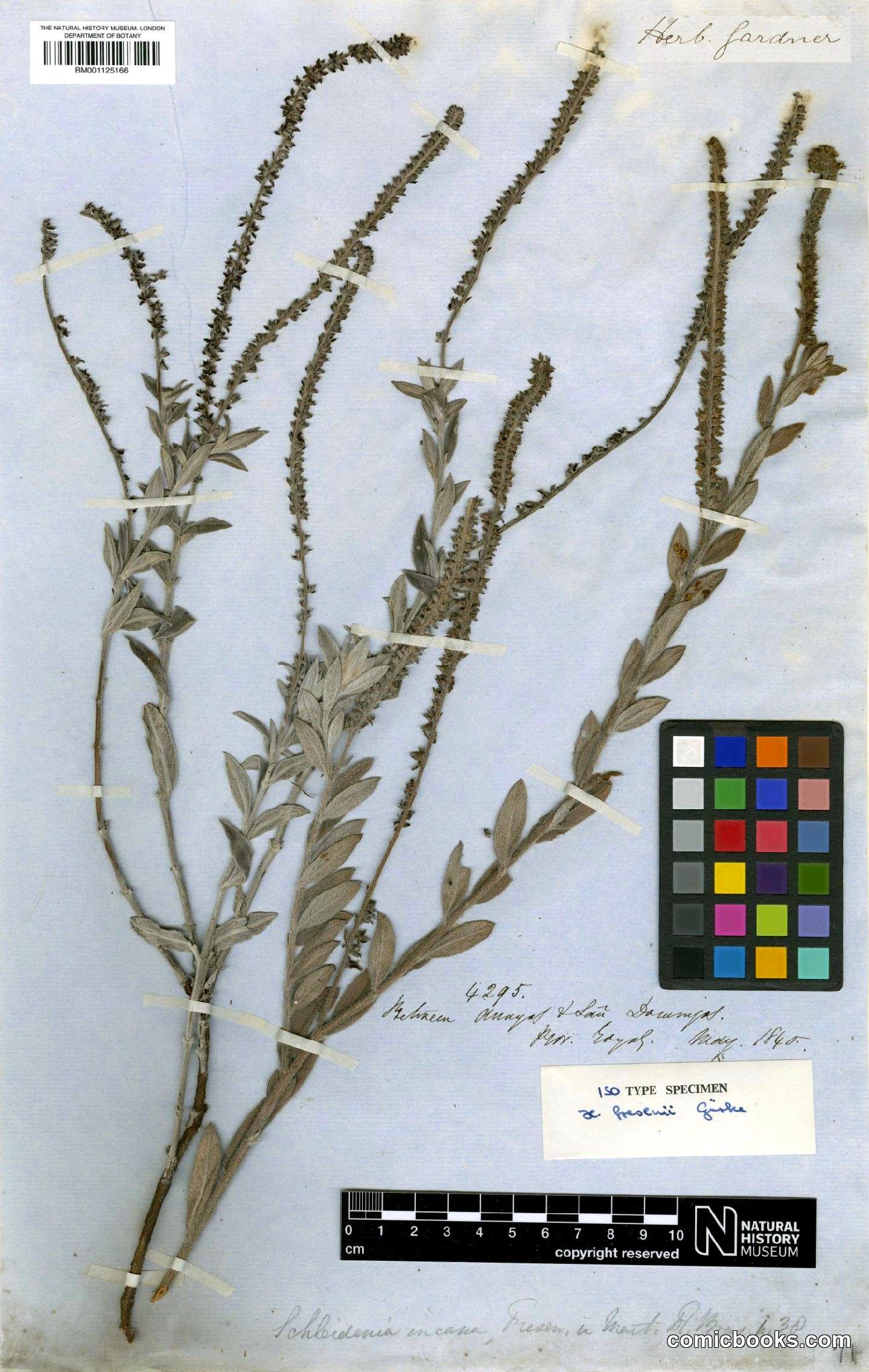 Heliotropium salicioides Cham. — Herbarium Type Specimen