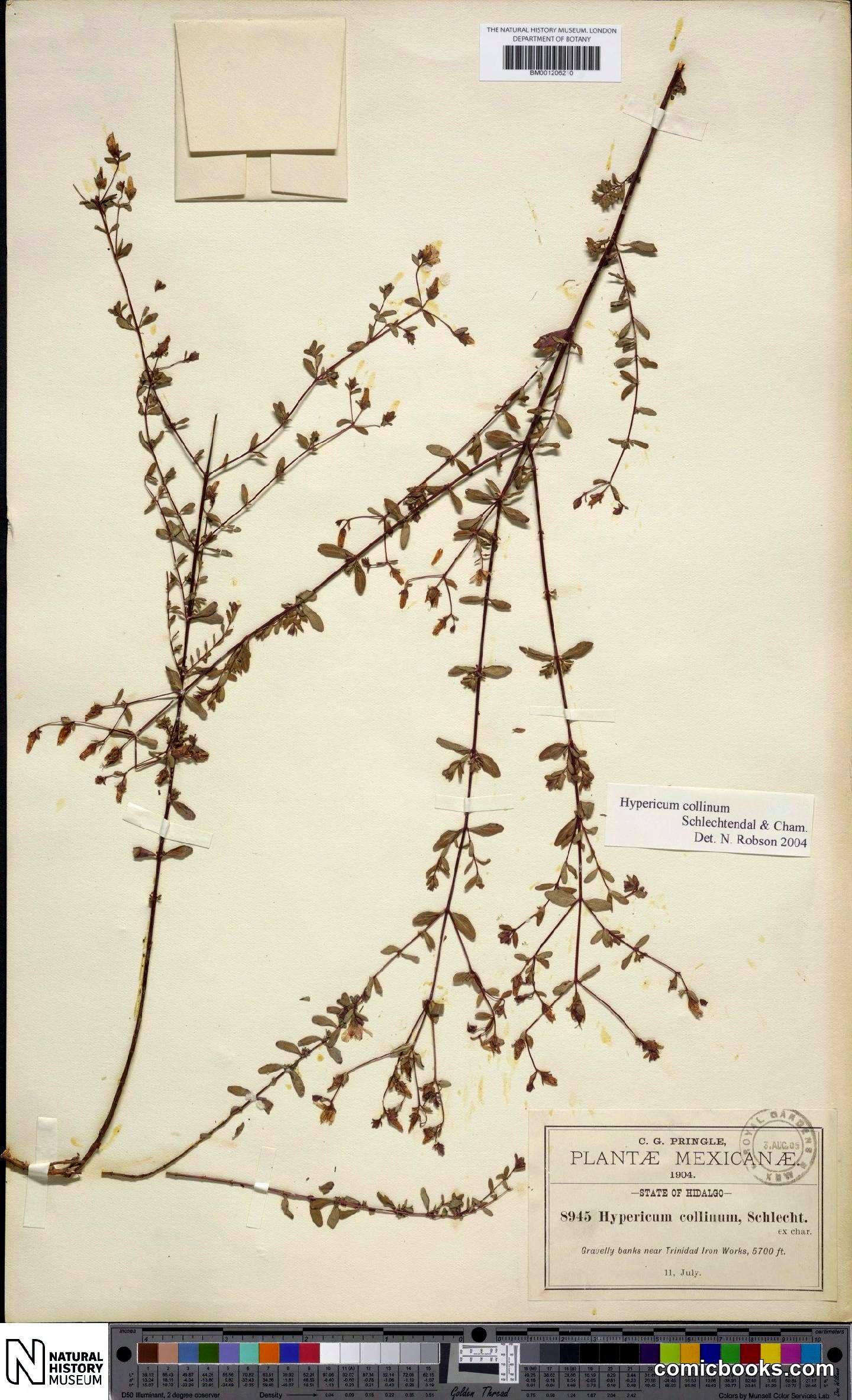 Hypericum collinum Cham. & Schltdl.