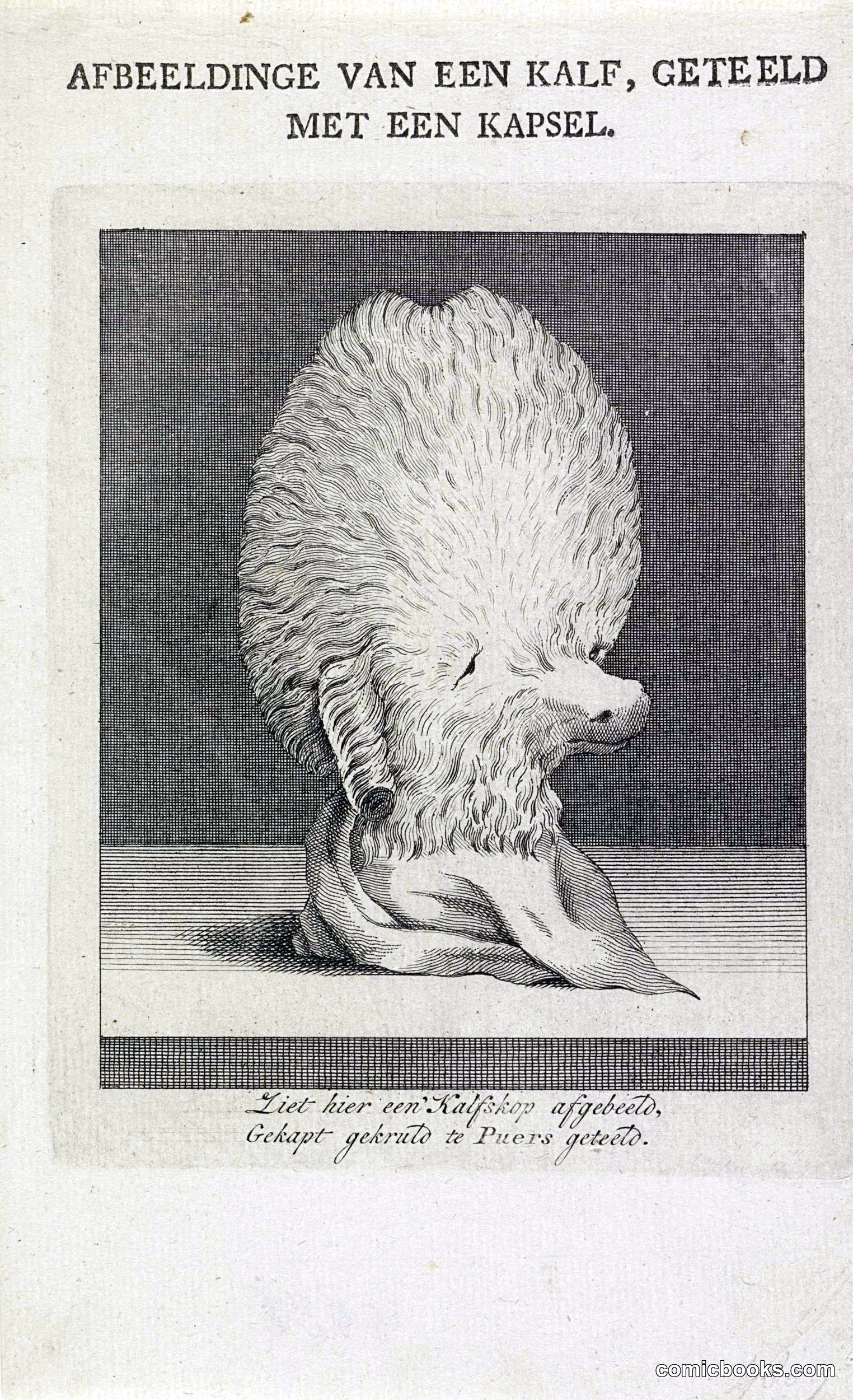 Afbeeldinge van een Kalf, geteeld met een Kapsel (Image of a Calf, Raised with a Headdress)