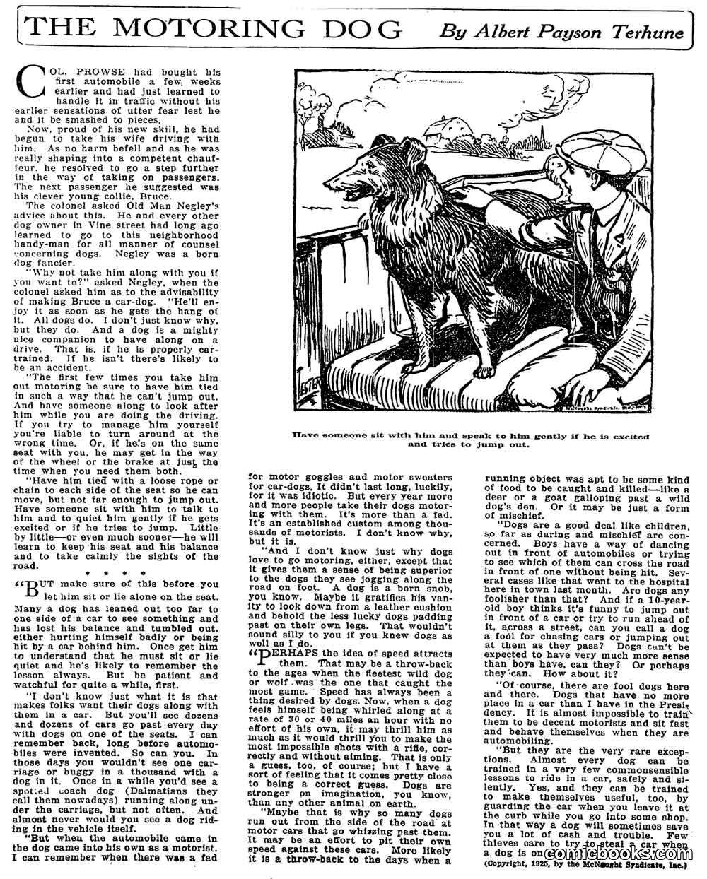 The Motoring Dog