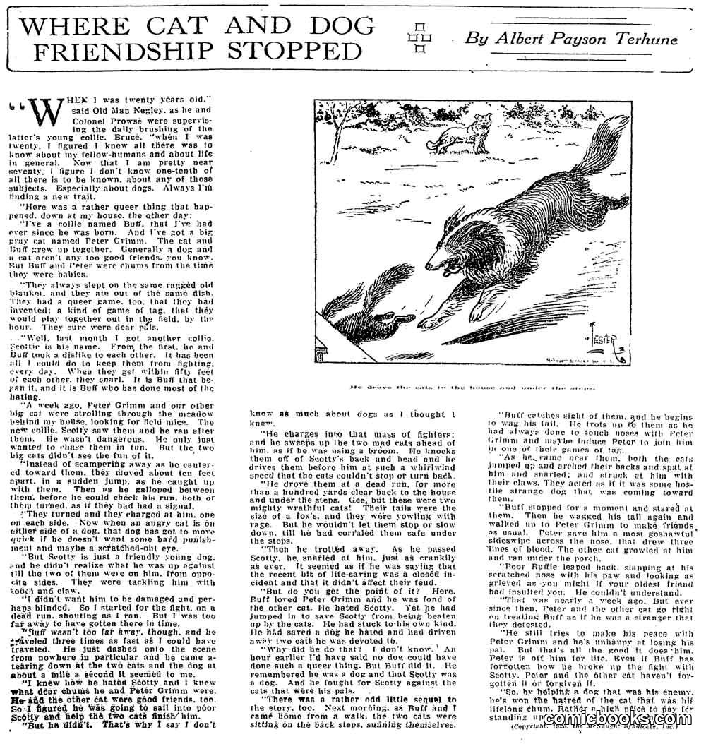 Where Cat and Dog Friendship Stopped