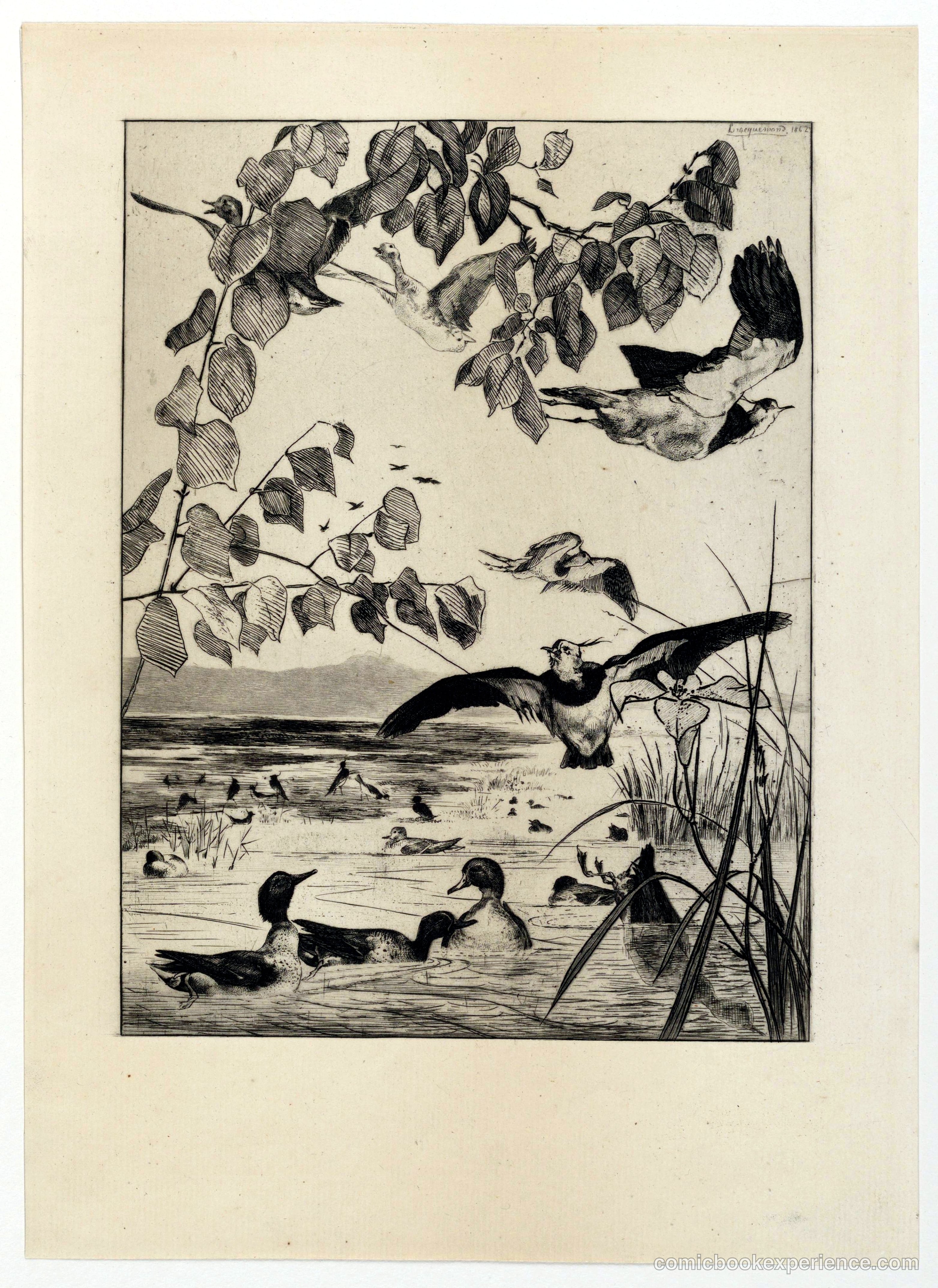 Vanneaux et Sarcelles (Lapwings and Teal)
