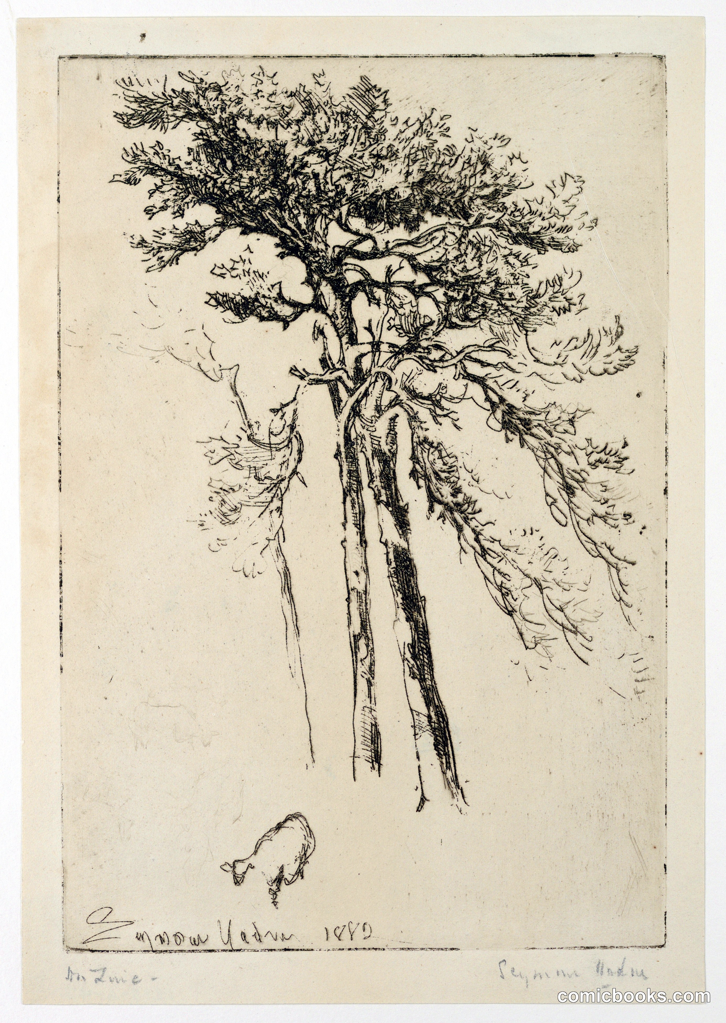 Scotch Firs