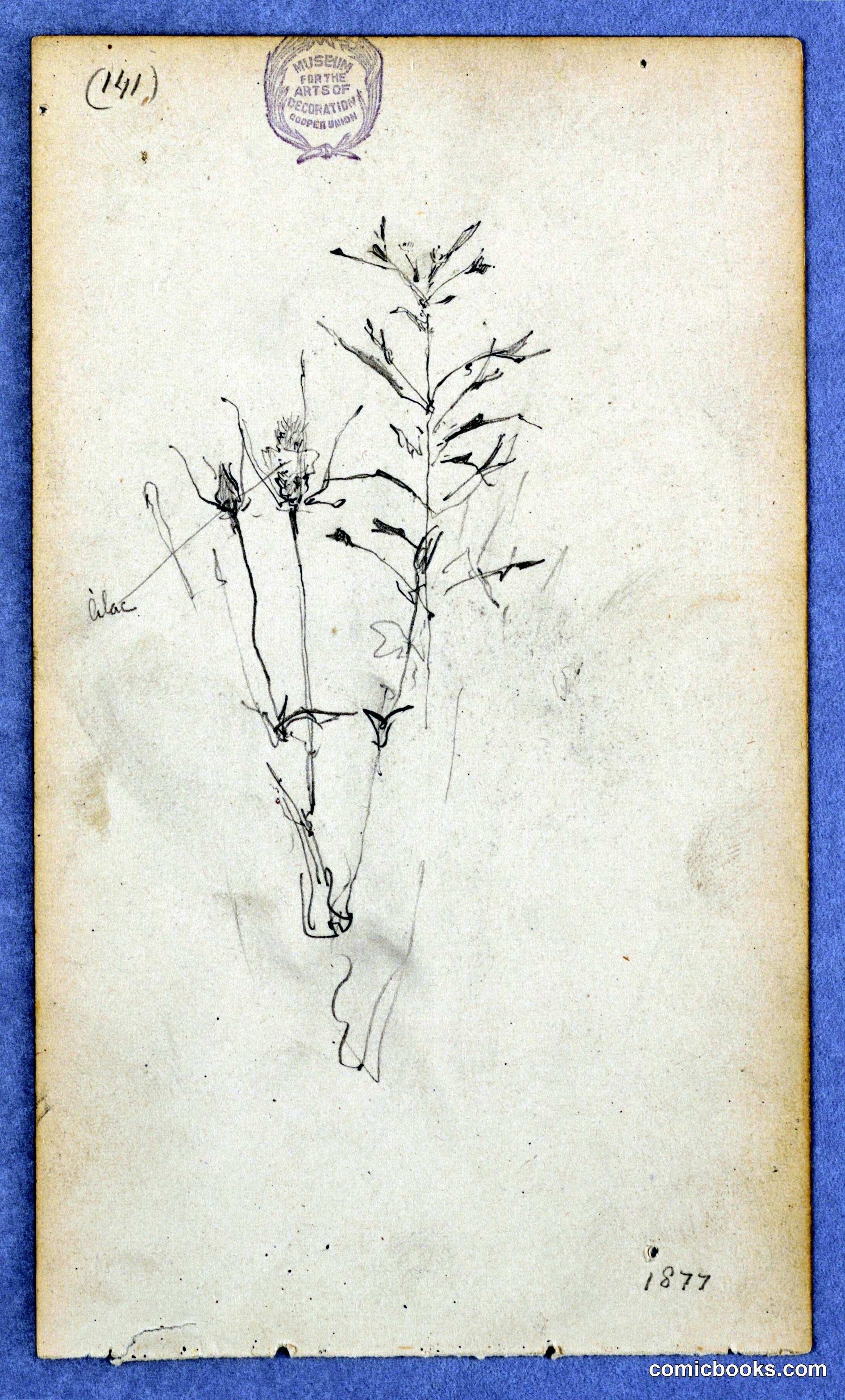Botanical Study: Lilac