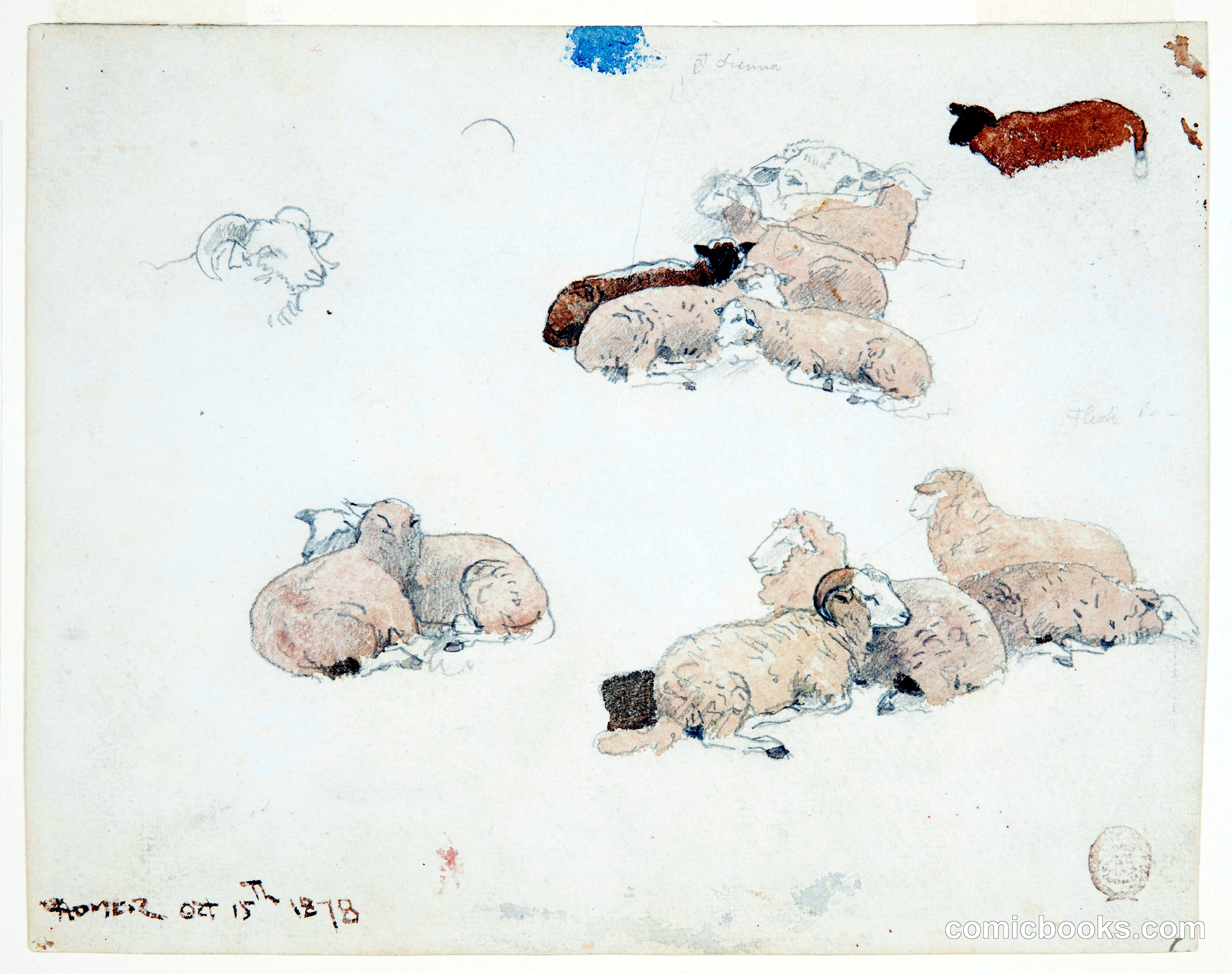 Sheep Resting