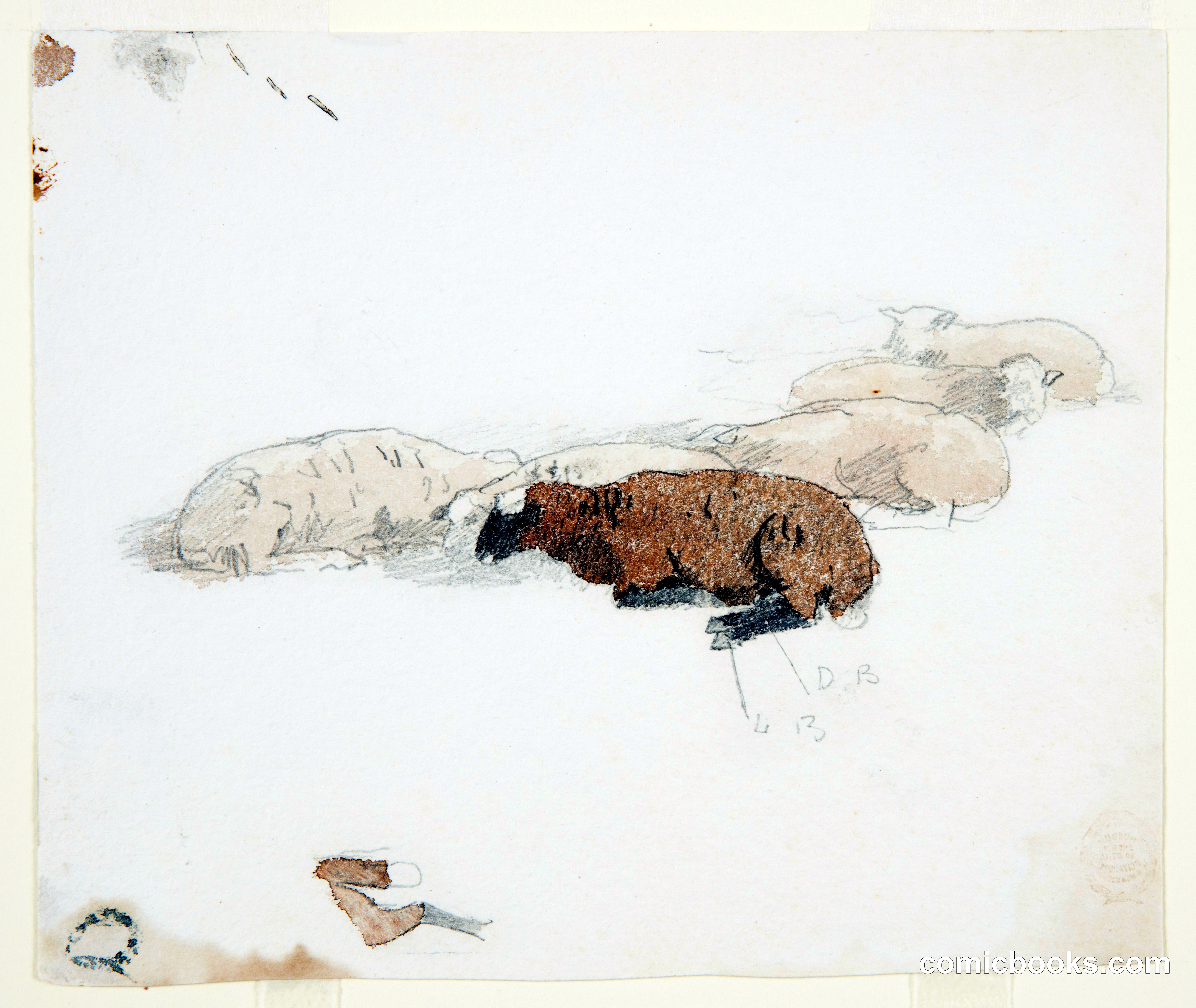 Sheep Resting