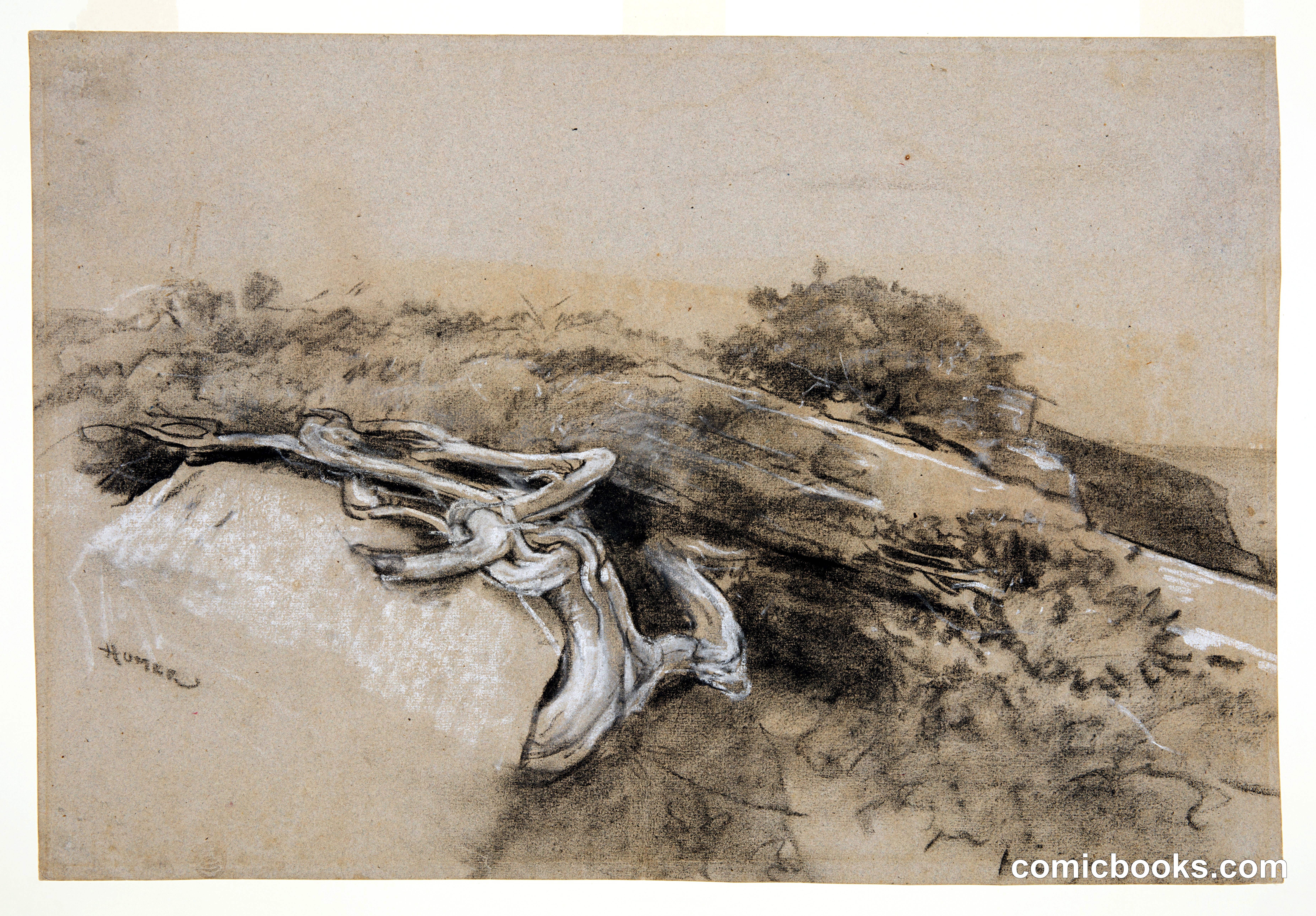 Tree Roots, Prout's Neck