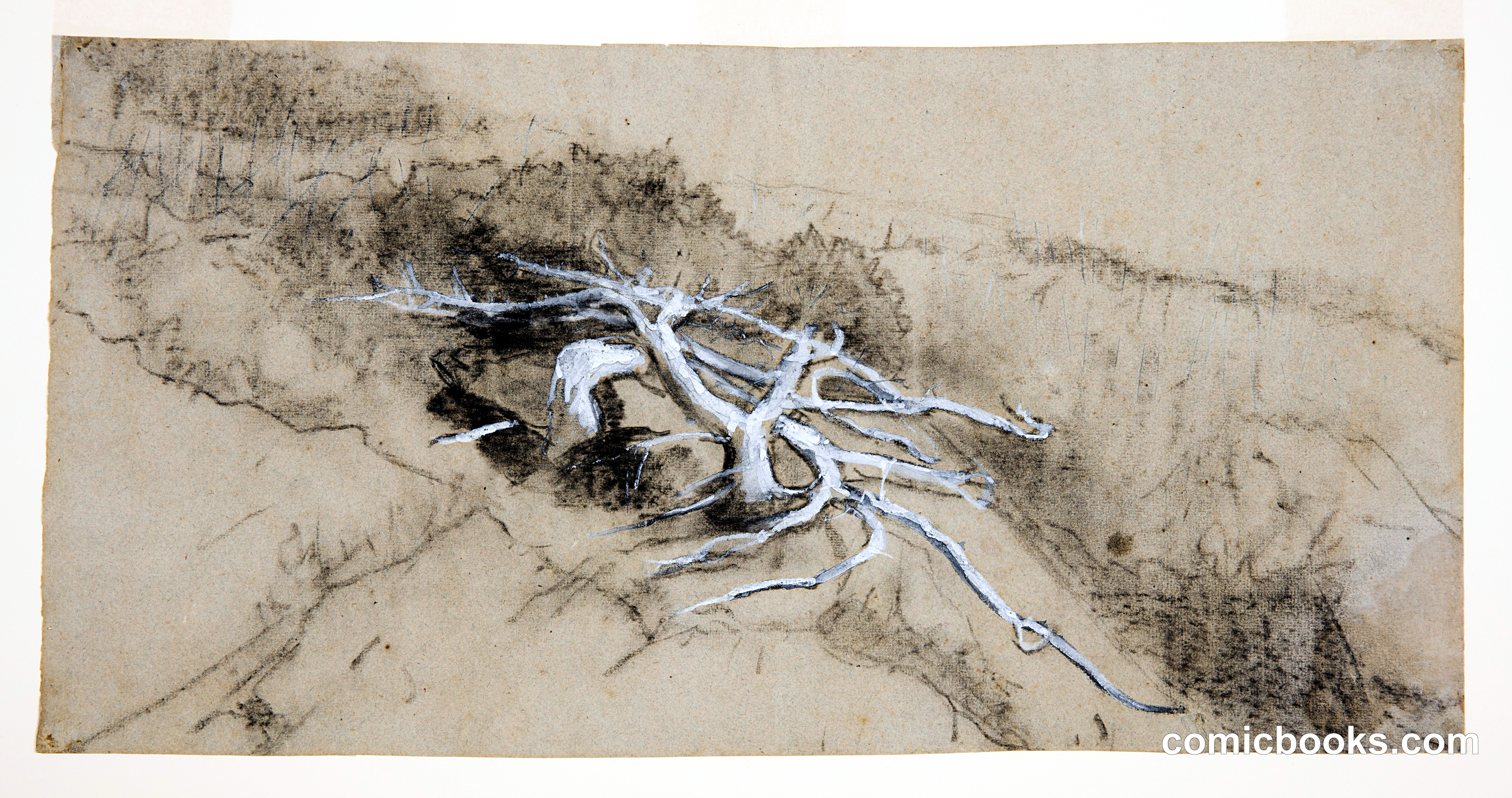 Tree Roots on a Hillside, Prout's Neck