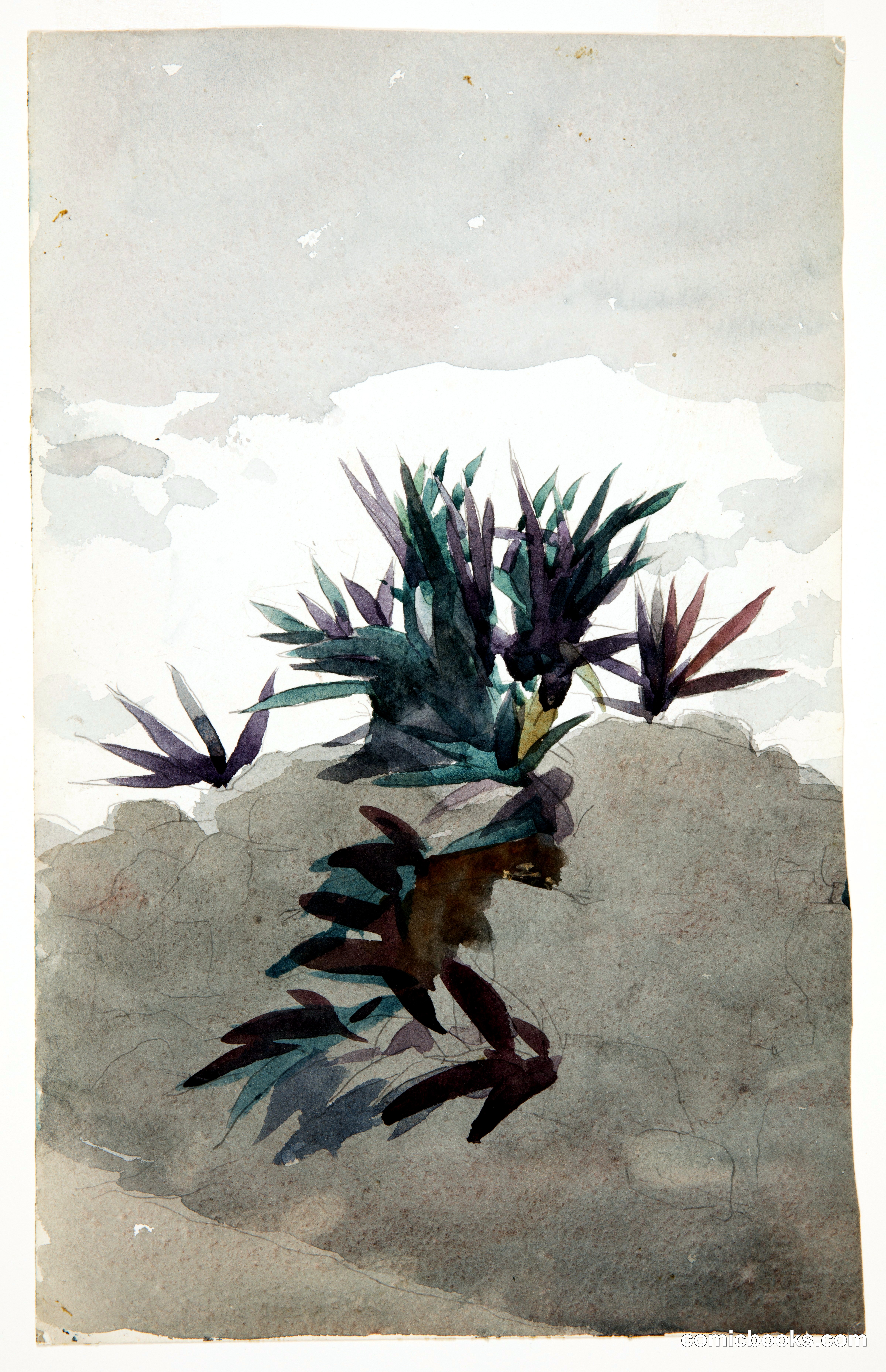 Hillside with Clumps of Maguey