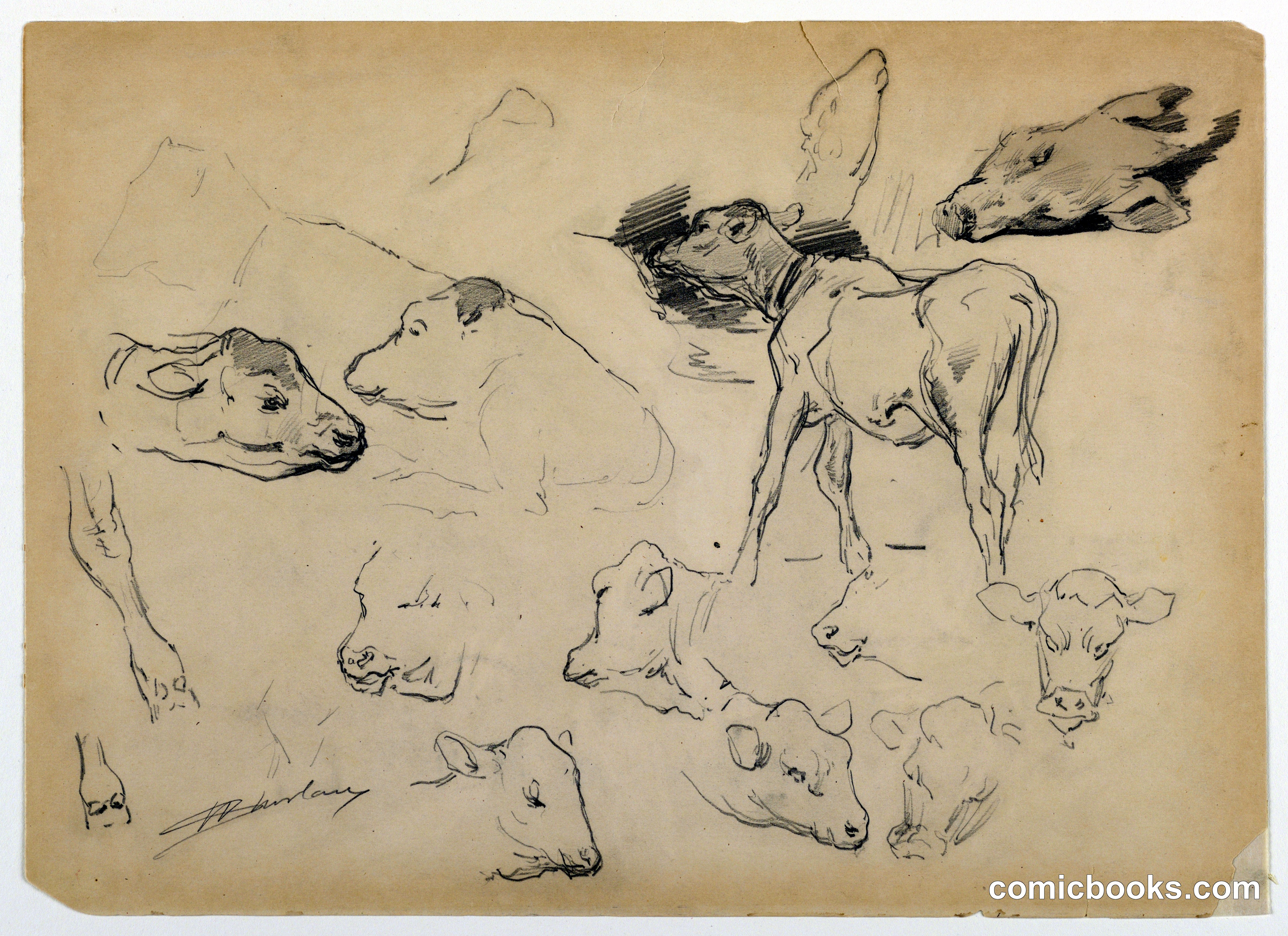 Studies of Cattle, Heads of Sheep and a Hog