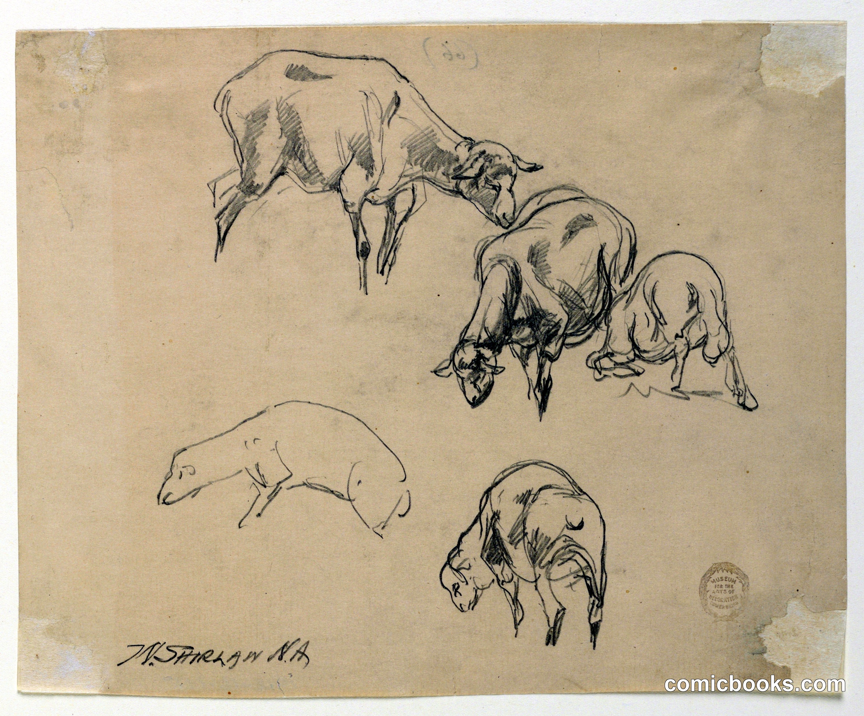 Studies of Sheep