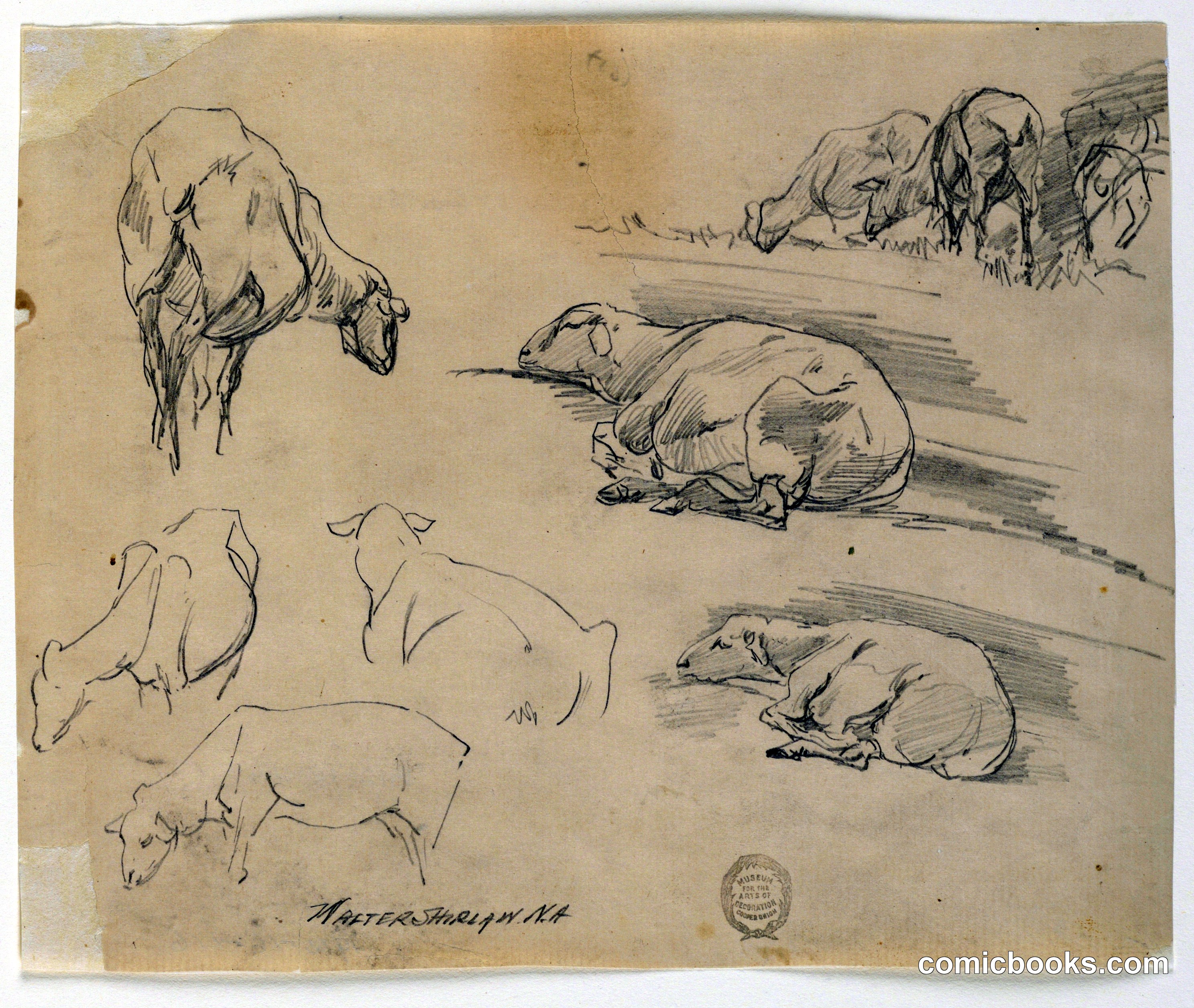 Sketches of Sheep