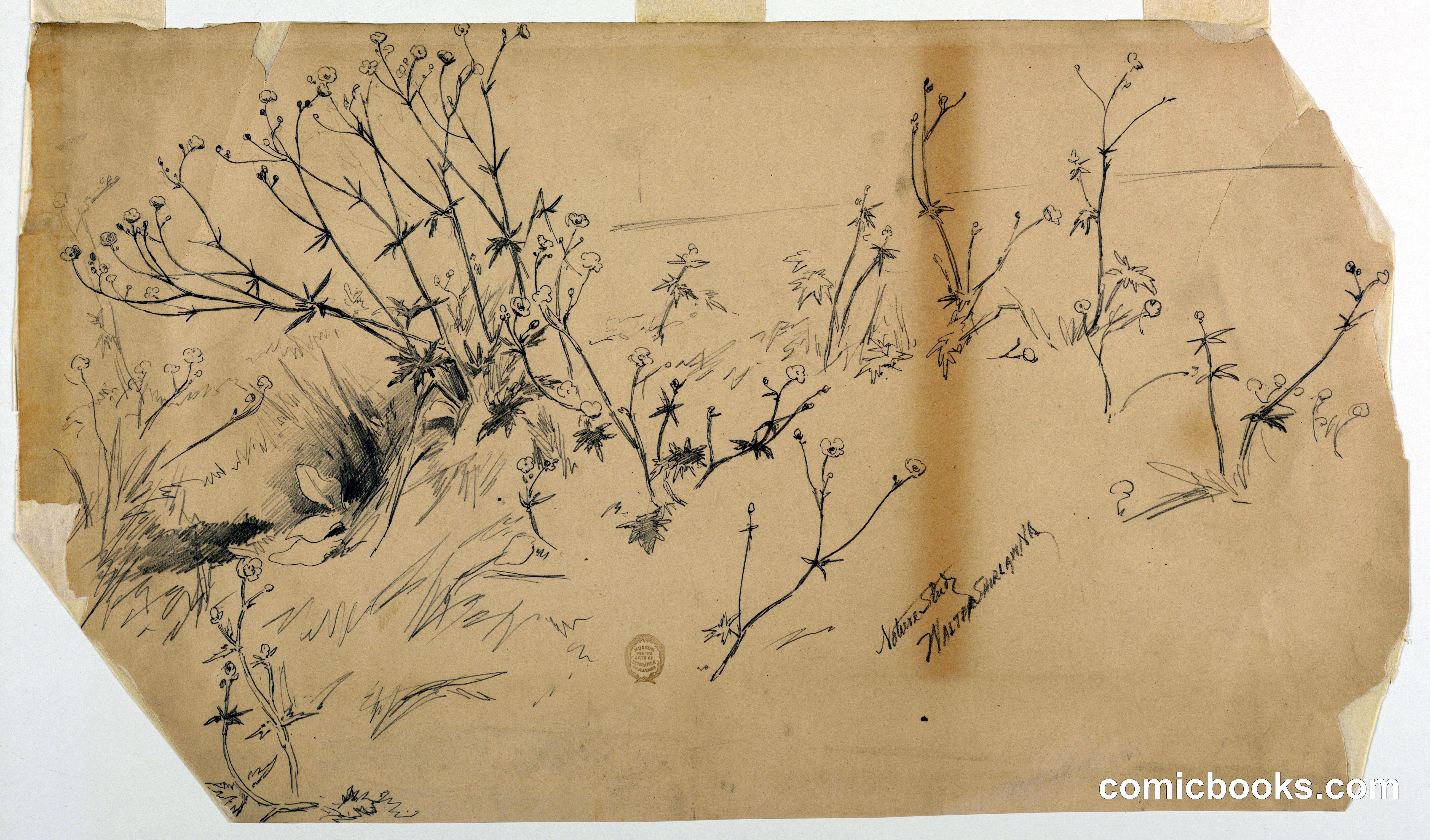 Nature Study