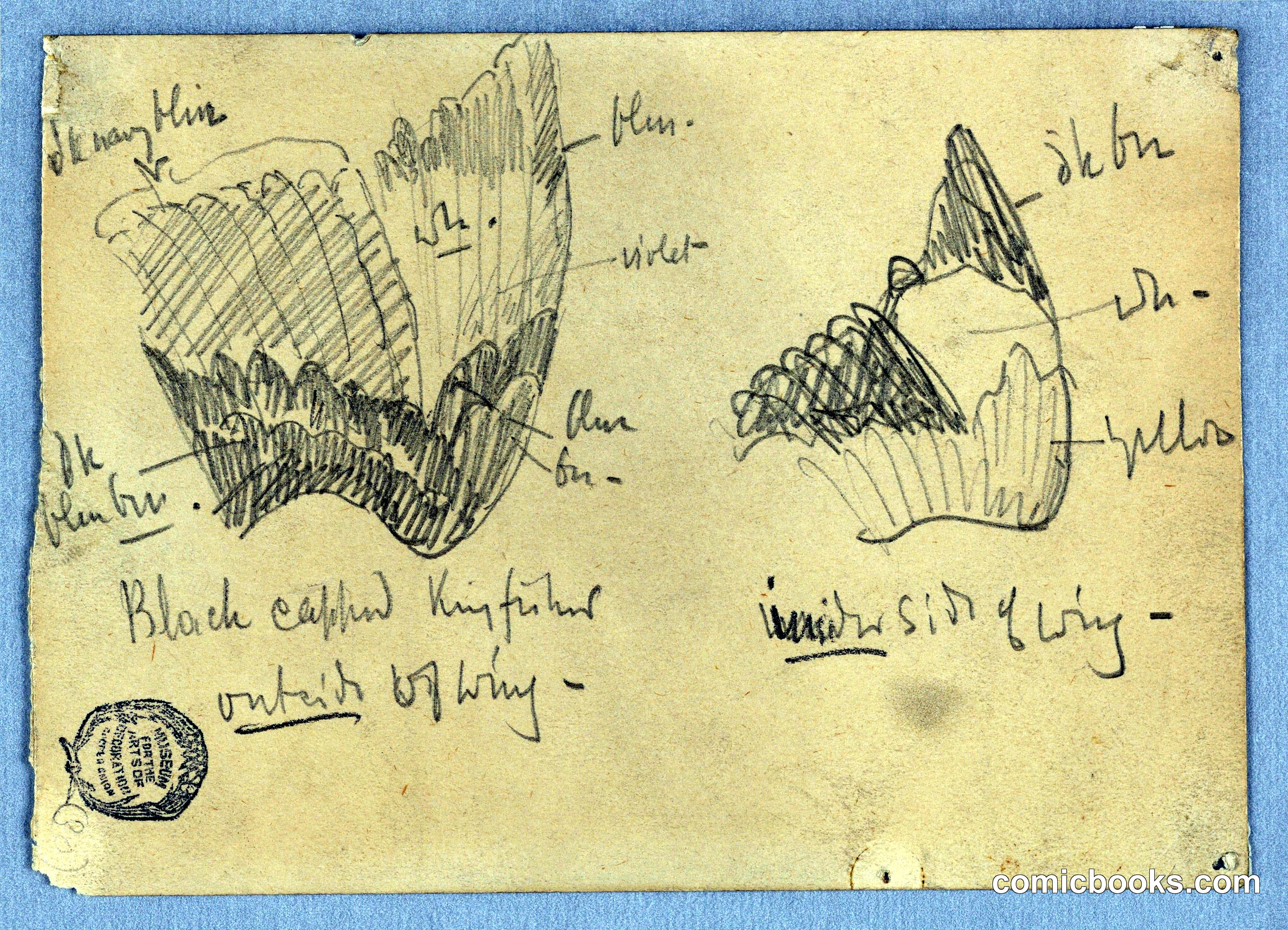 Wing of a Black-capped Kingfisher