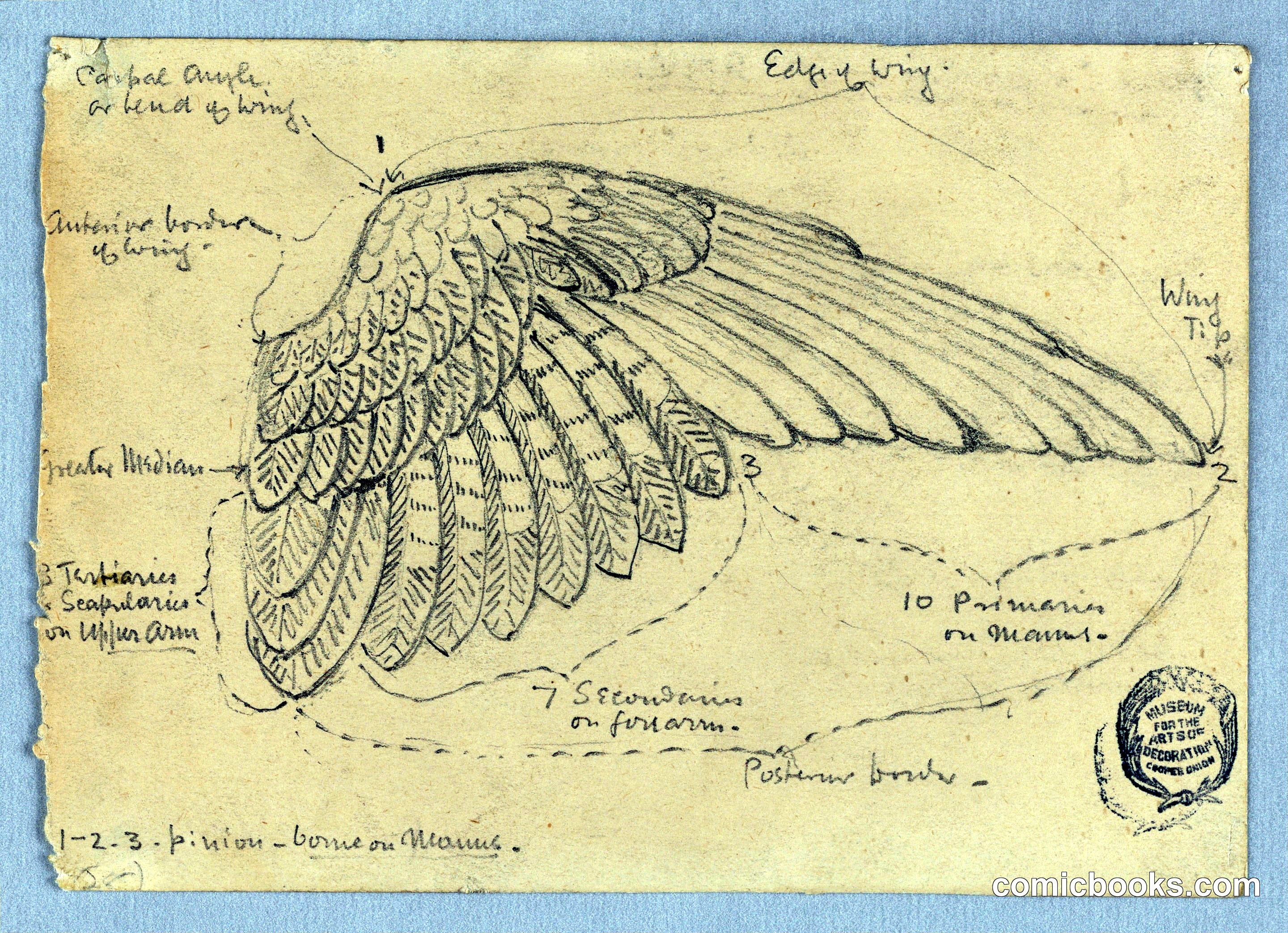 Study of a Wing