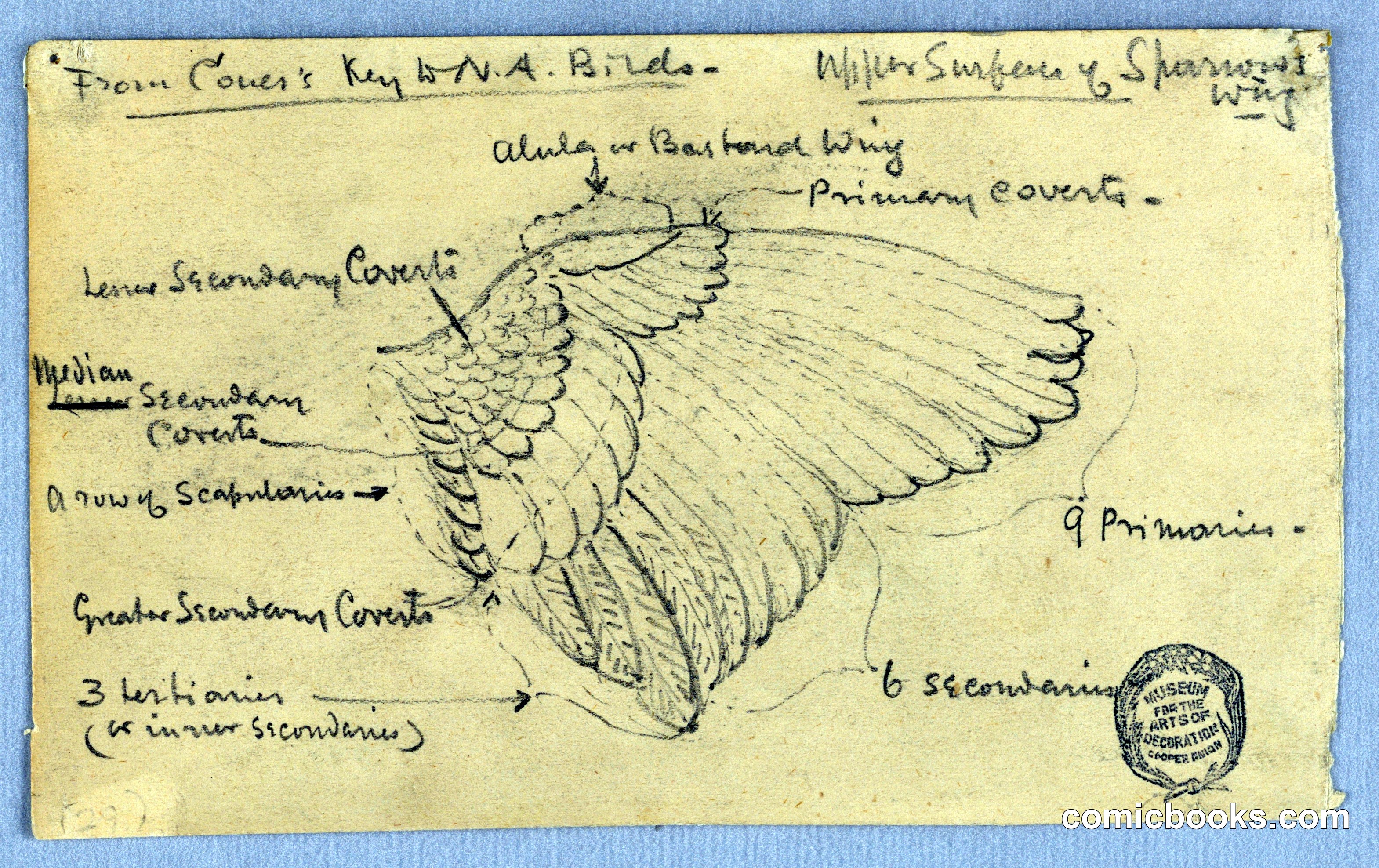 Study of a Sparrow's Wing