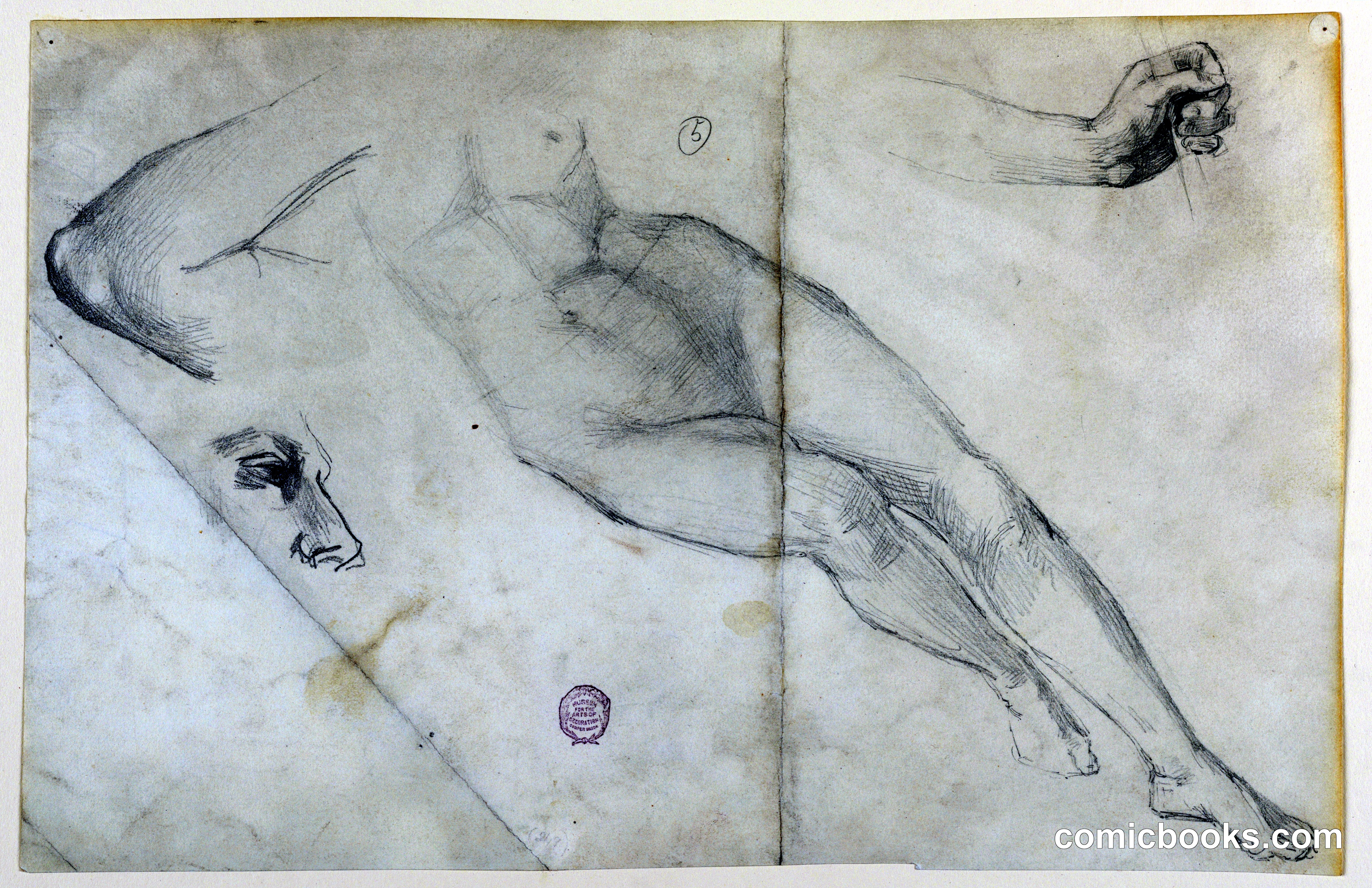 Anatomical Study Sheet