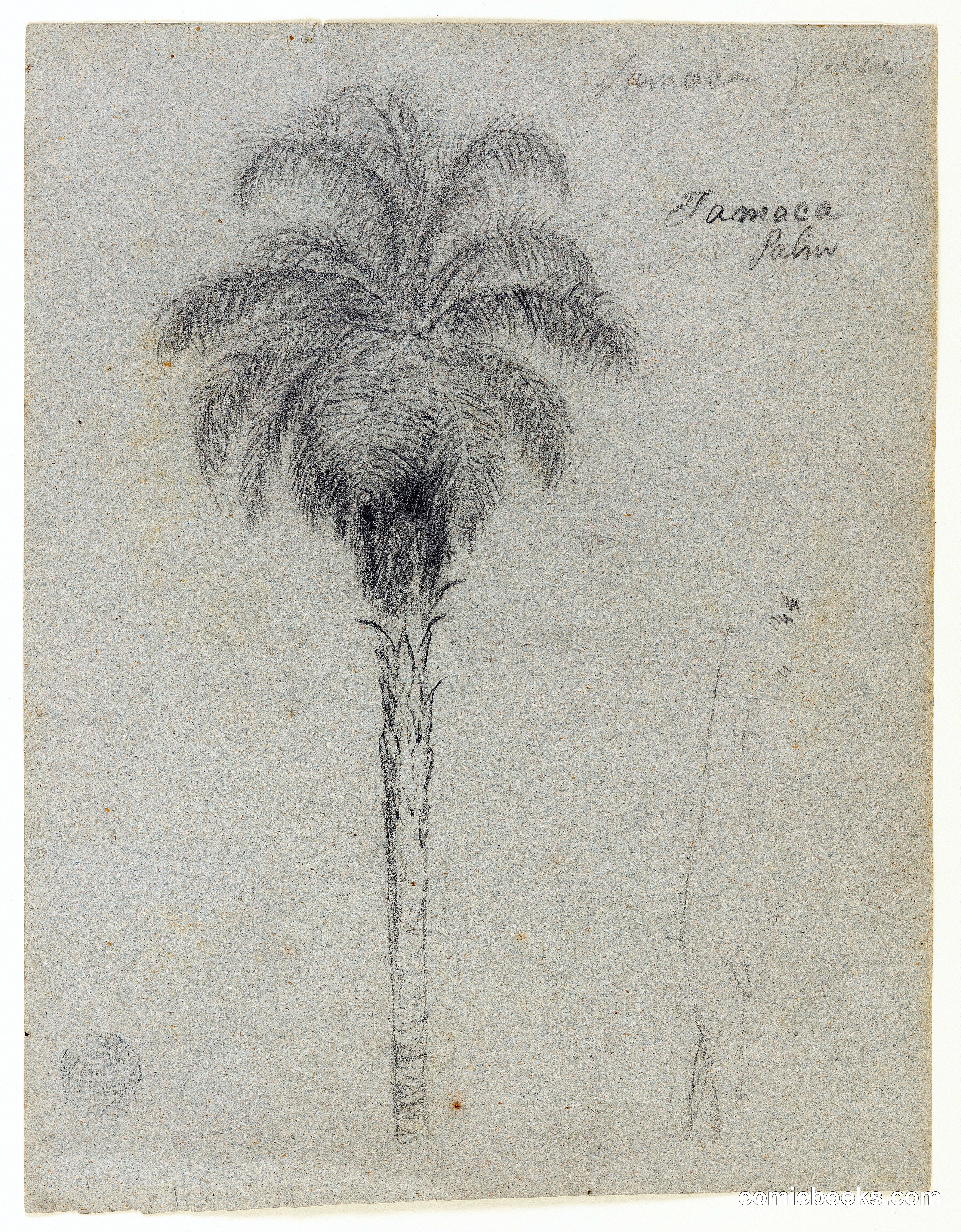 Tamaca Palm