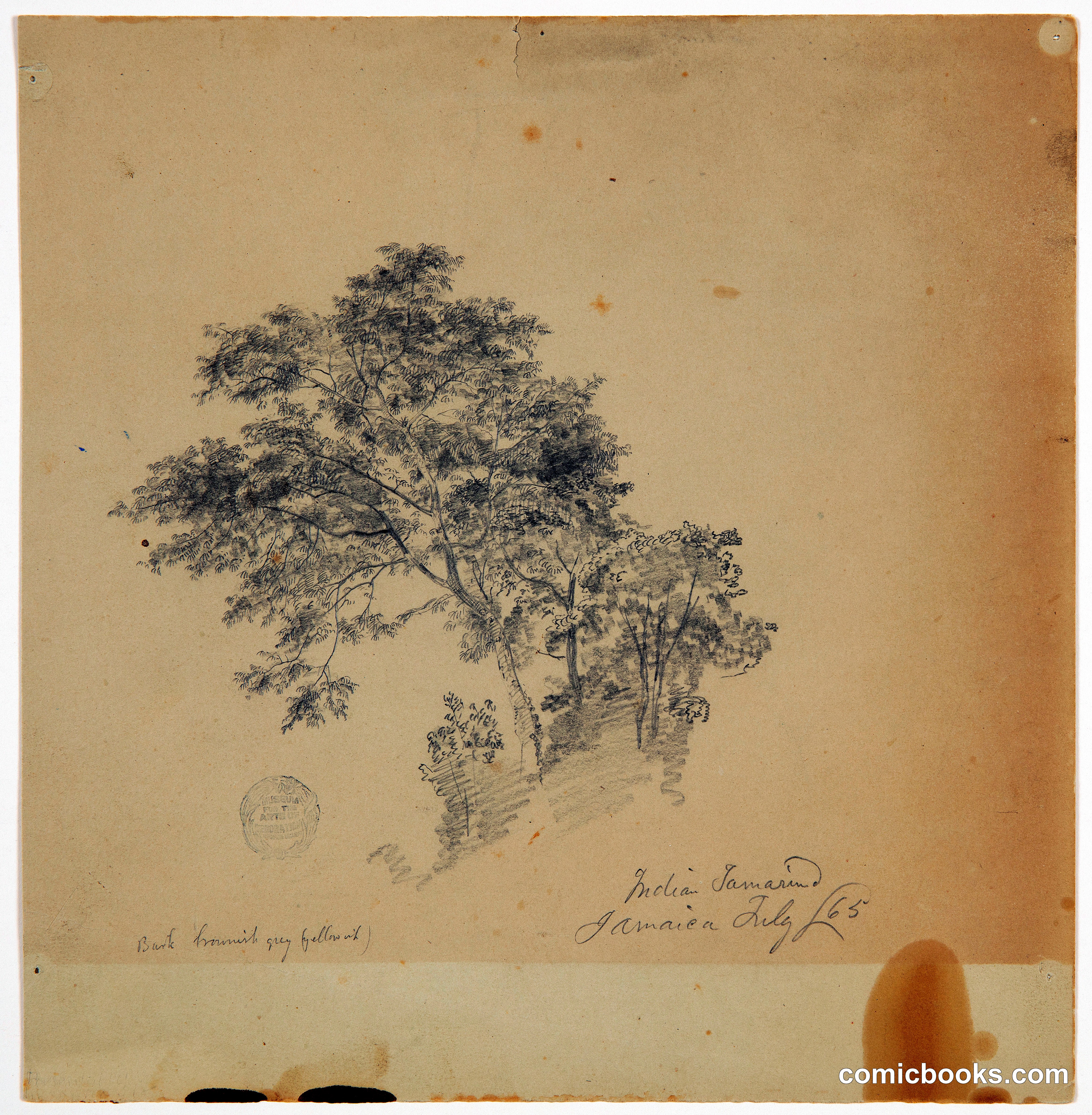 Tamarind Tree, Jamaica
