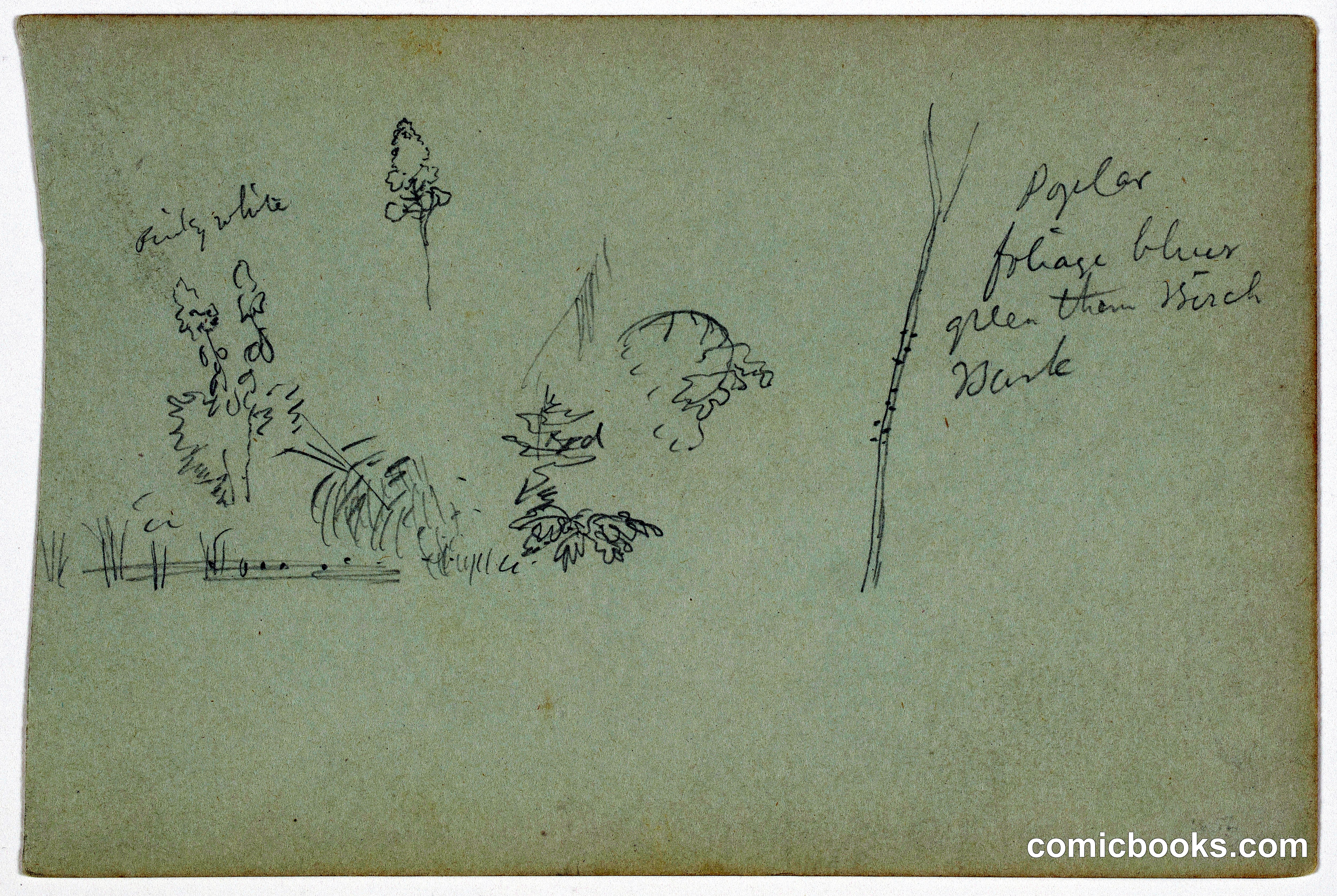 Plant Sketches with Poplar Tree