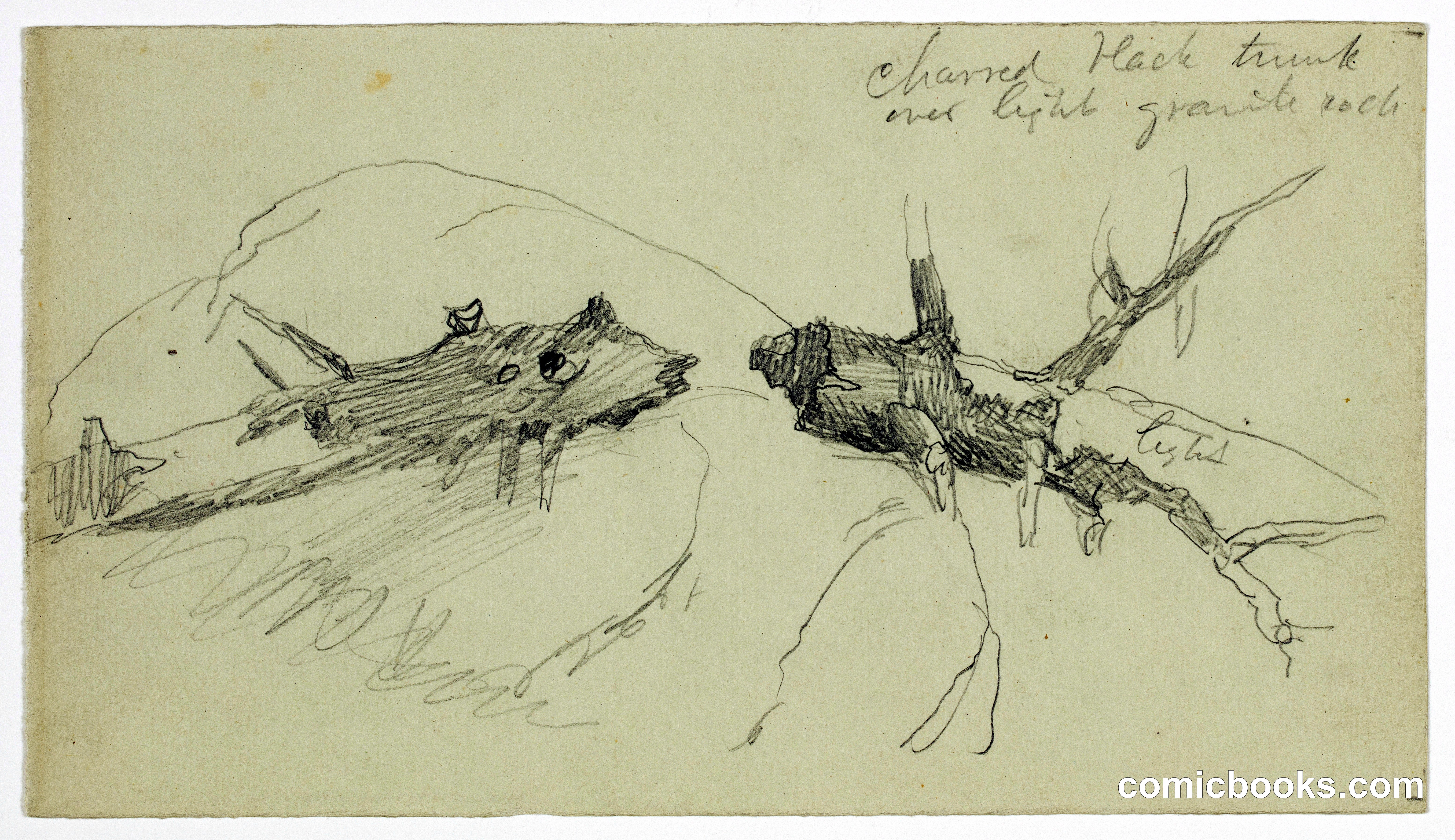 Study of Fallen Wood