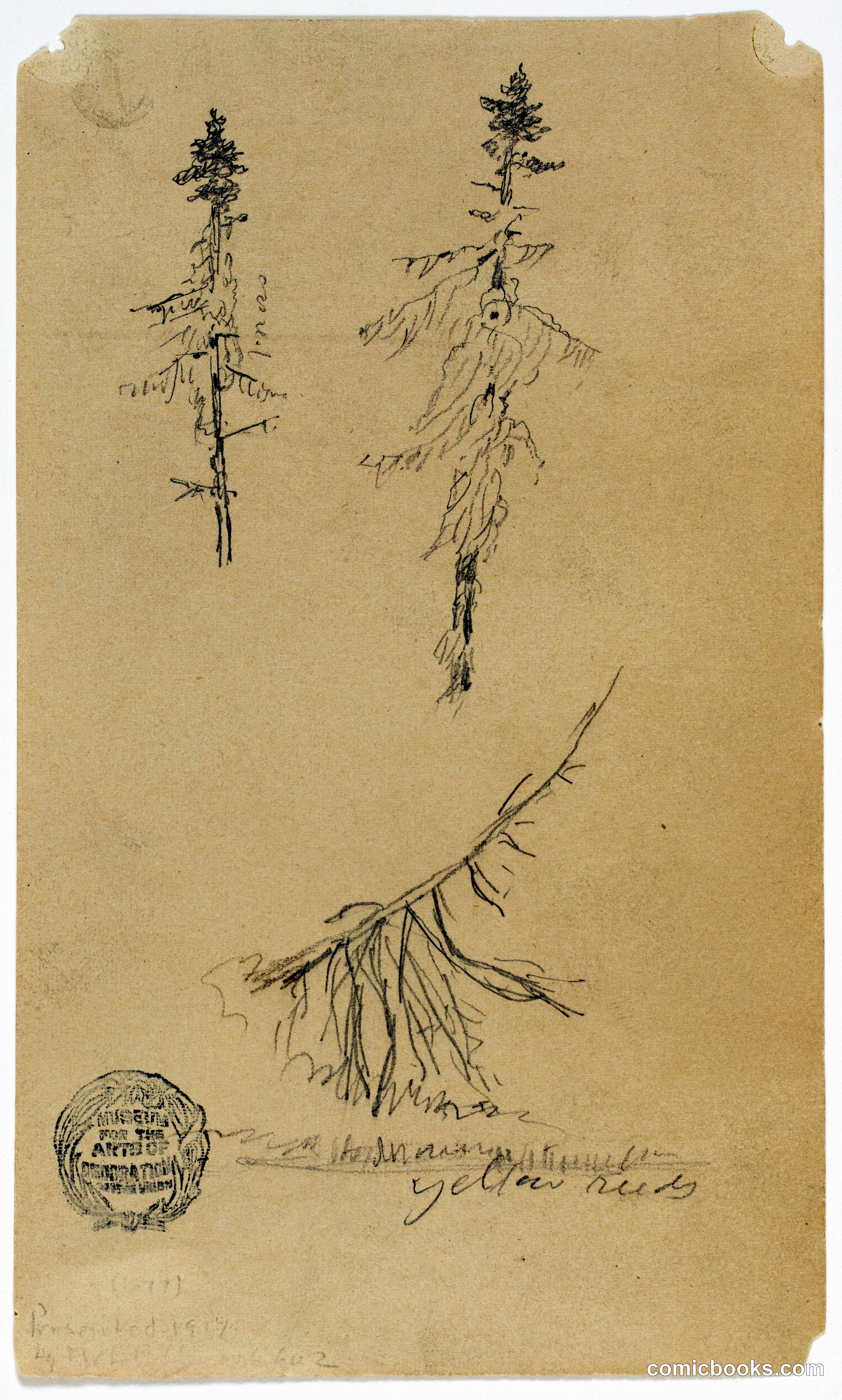 Study of Evergreen Trees