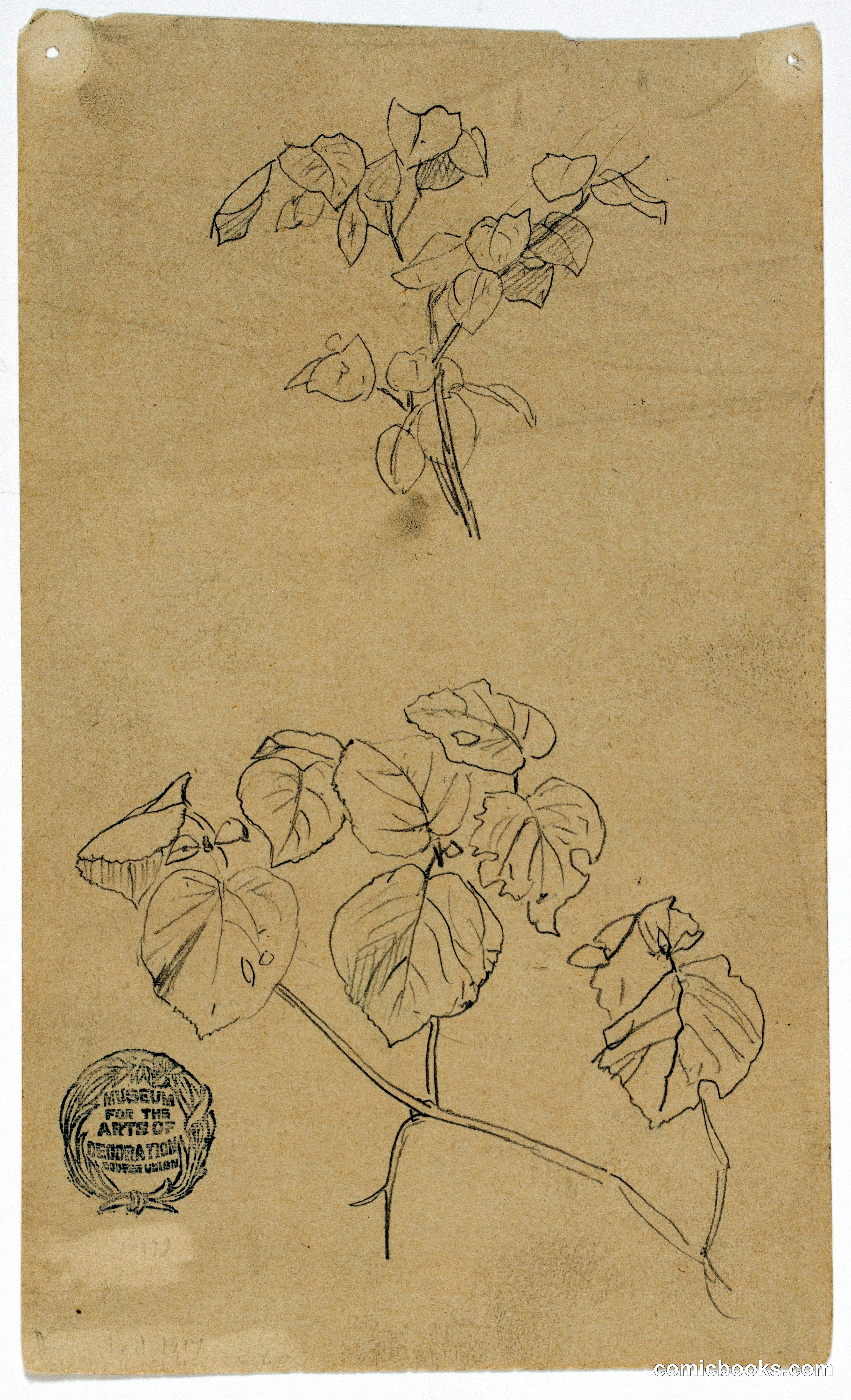 Sketches of Plants