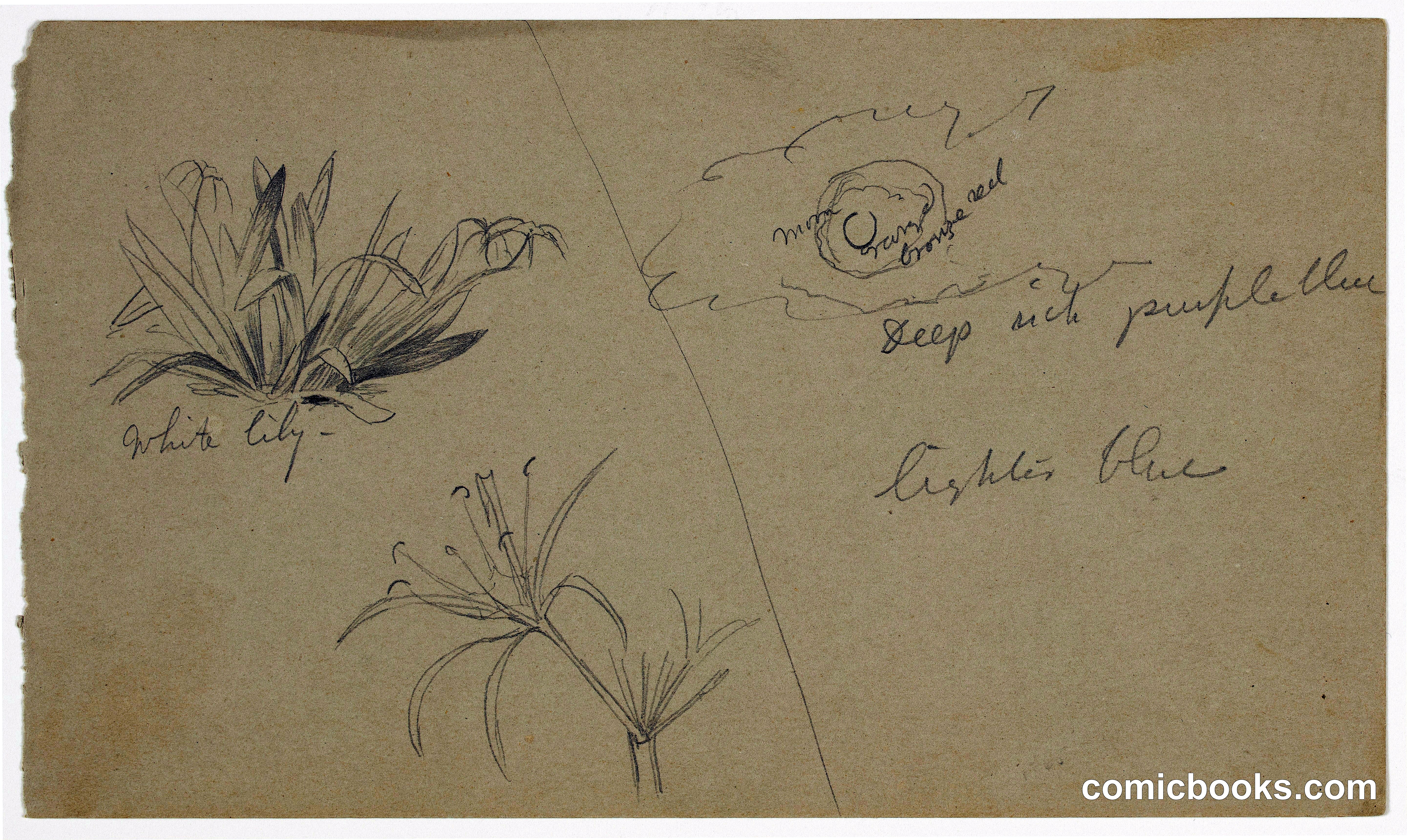 Sketches of a Caribbean Lily and the Moon, Jamaica
