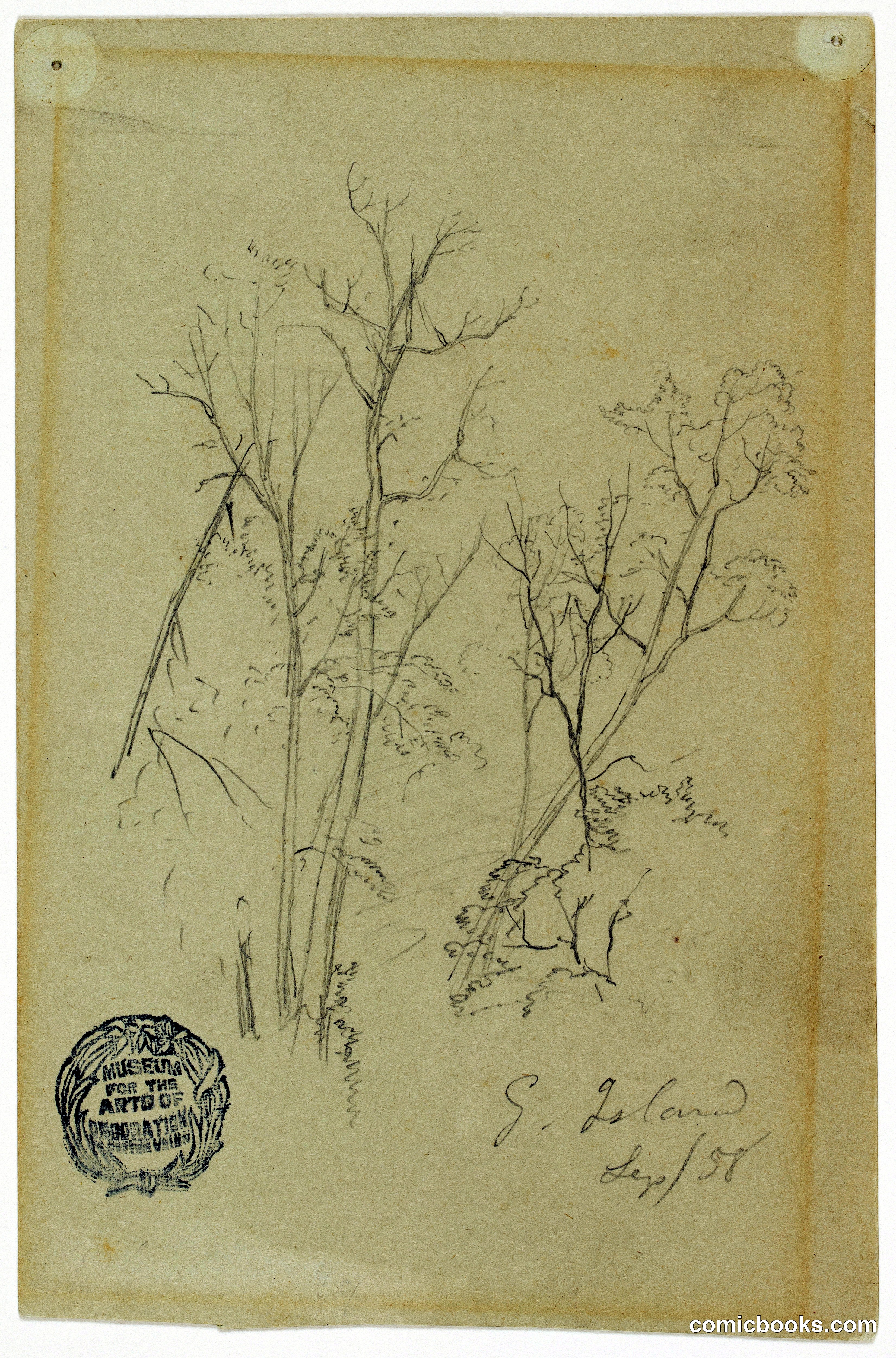 Trees on Goat Island, Niagara Falls, New York