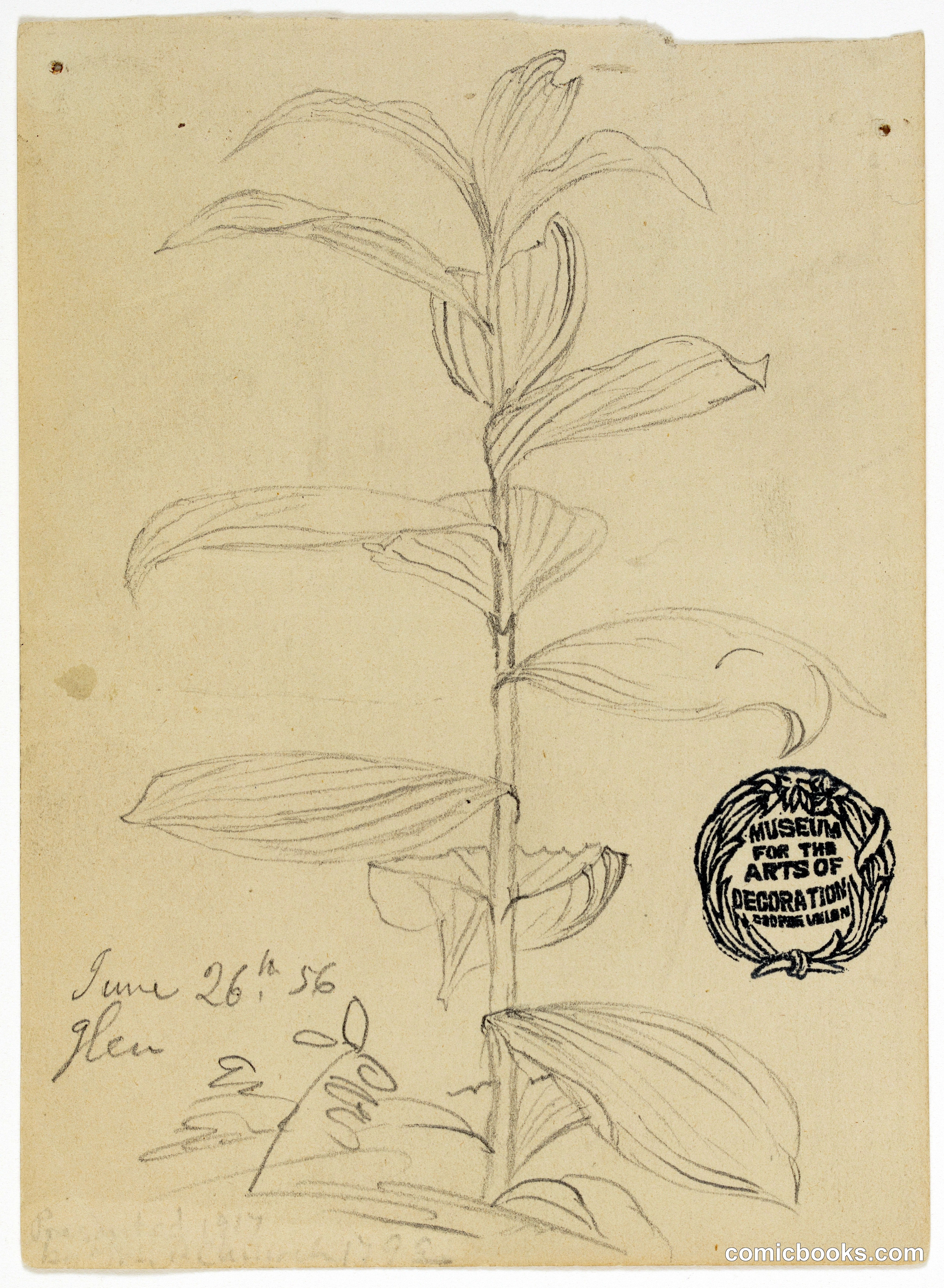 Plant Sketch
