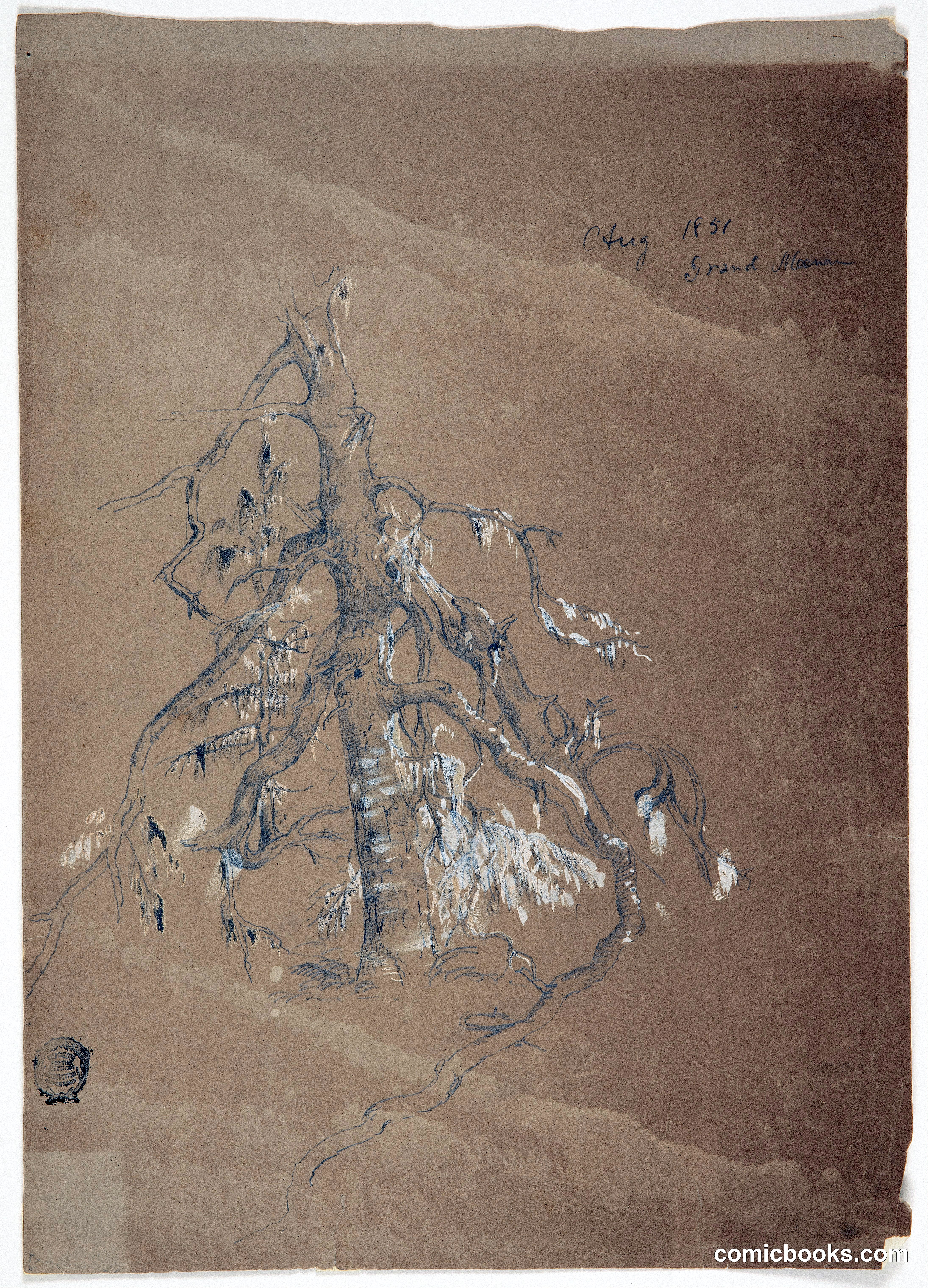 A Gnarled Evergreen, Grand Manan Island, Canada