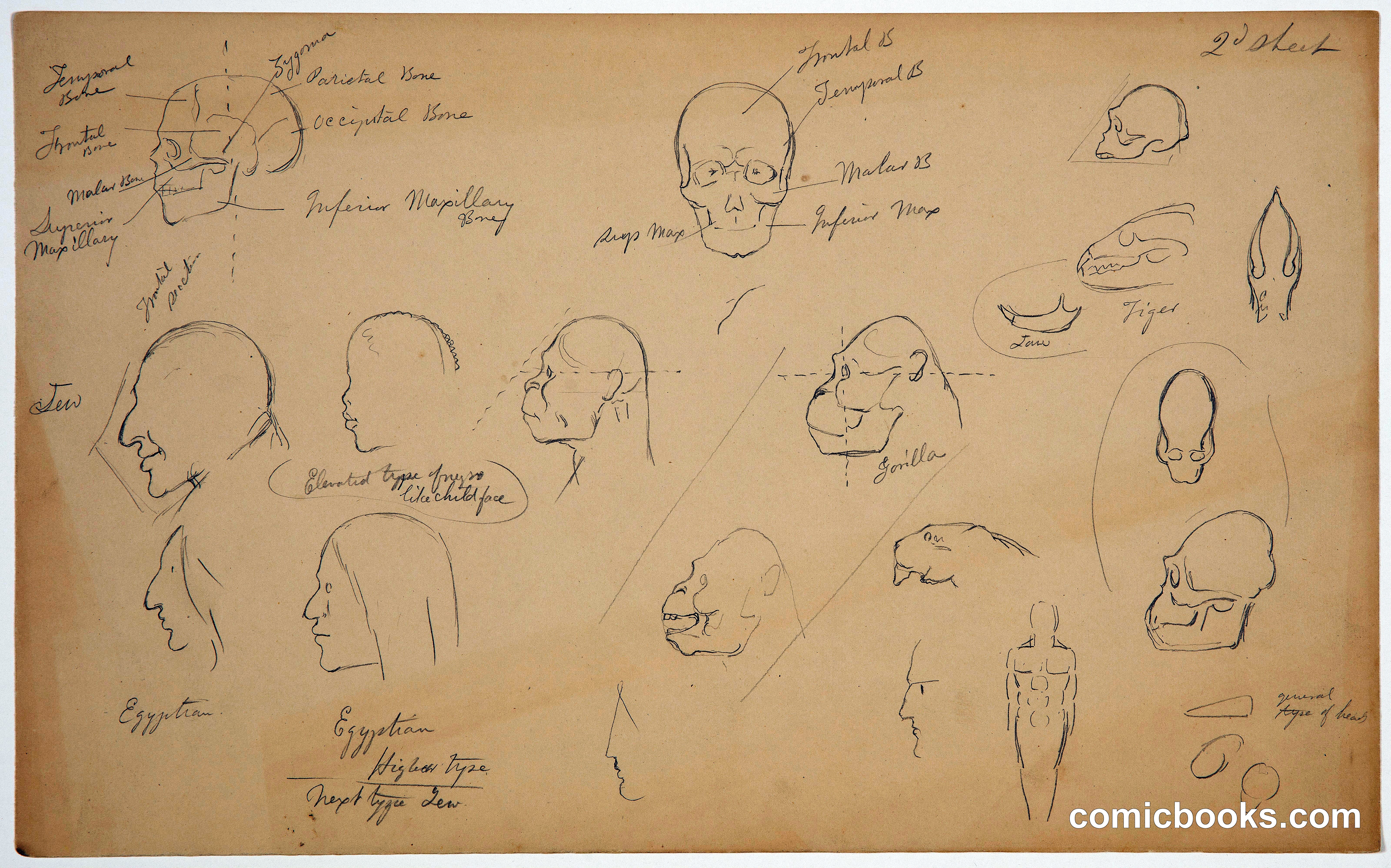Anatomical Sketches of Human and Animal Heads