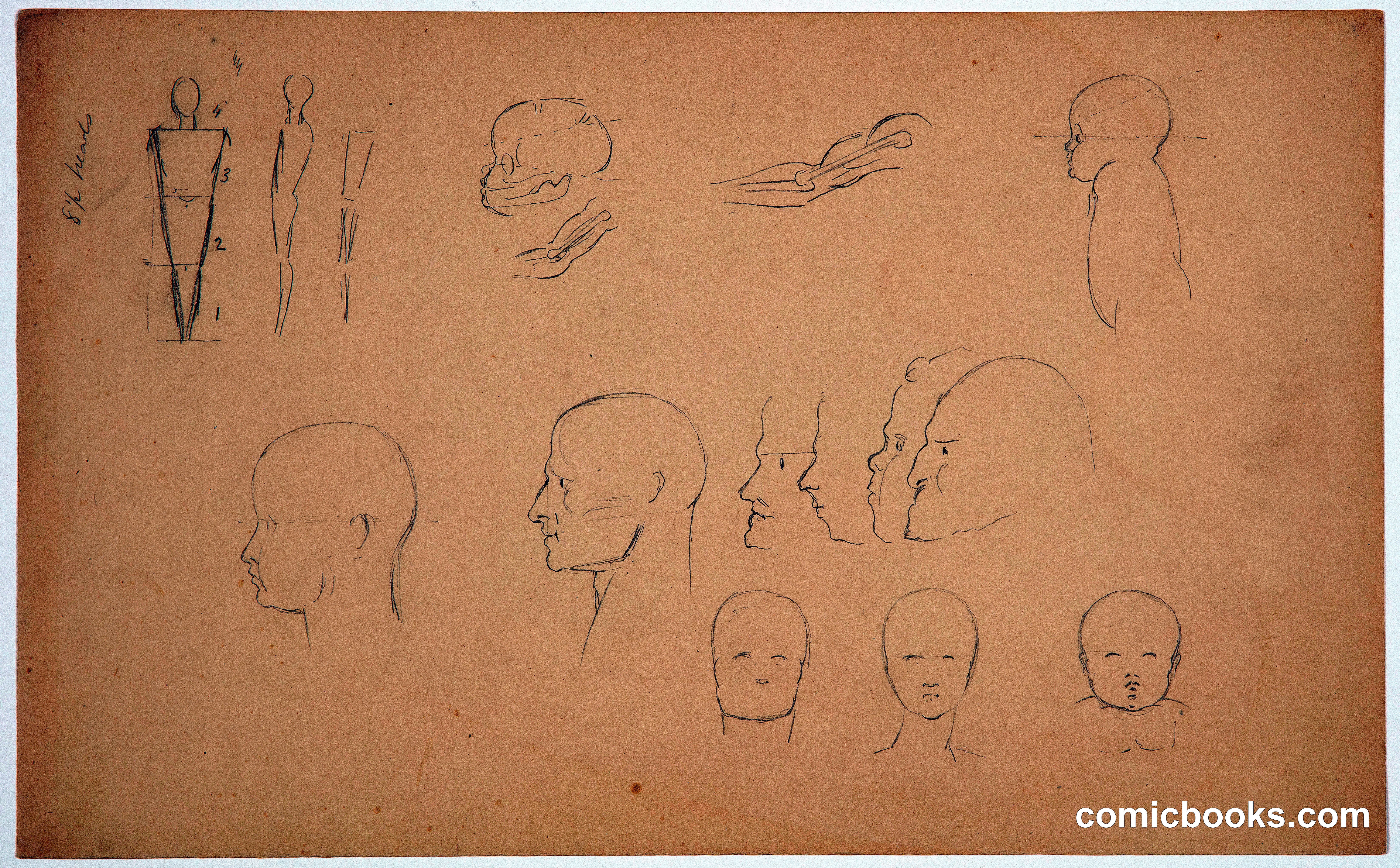 Anatomical Sketches of Heads