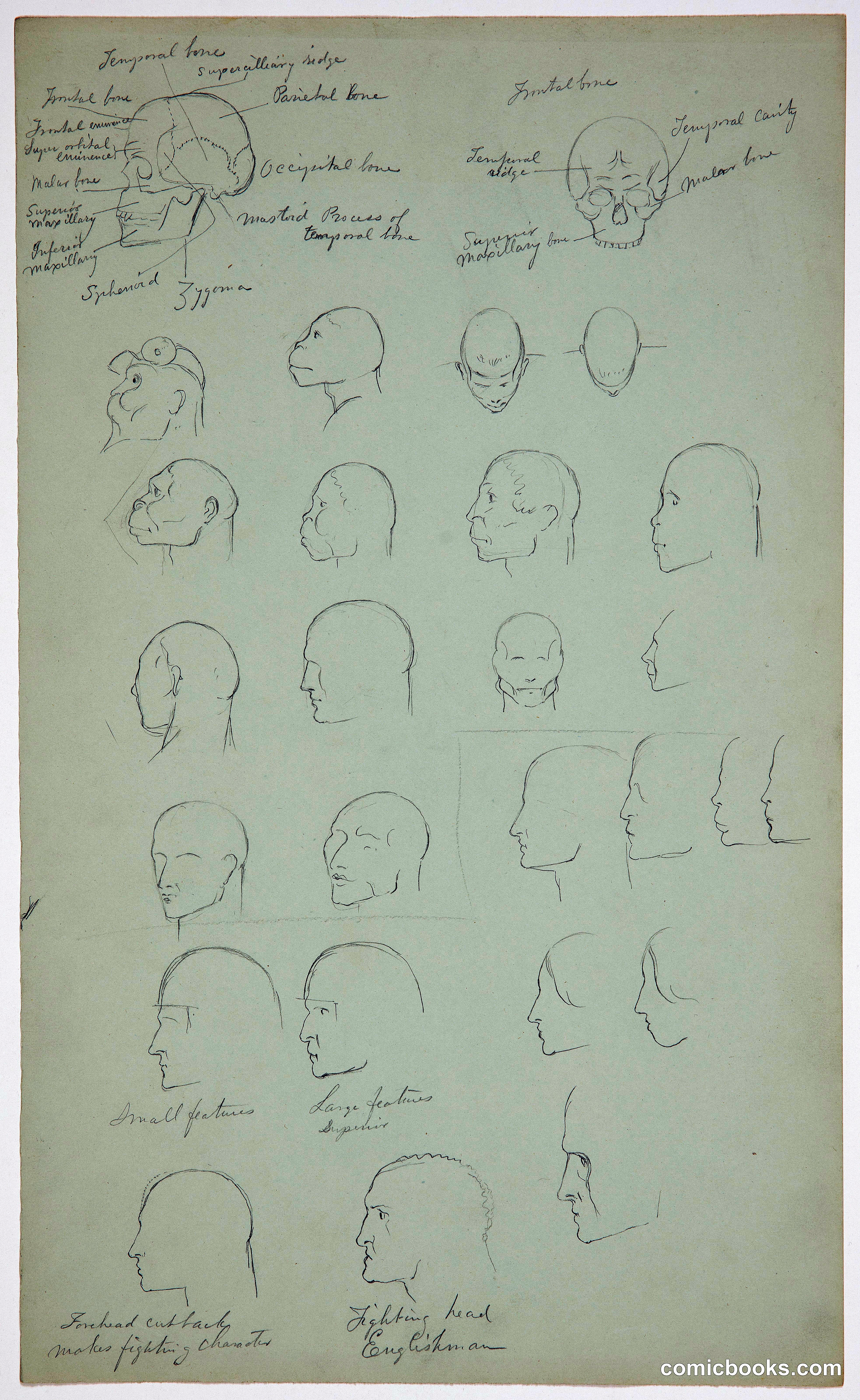 Anatomical Sketches of Heads