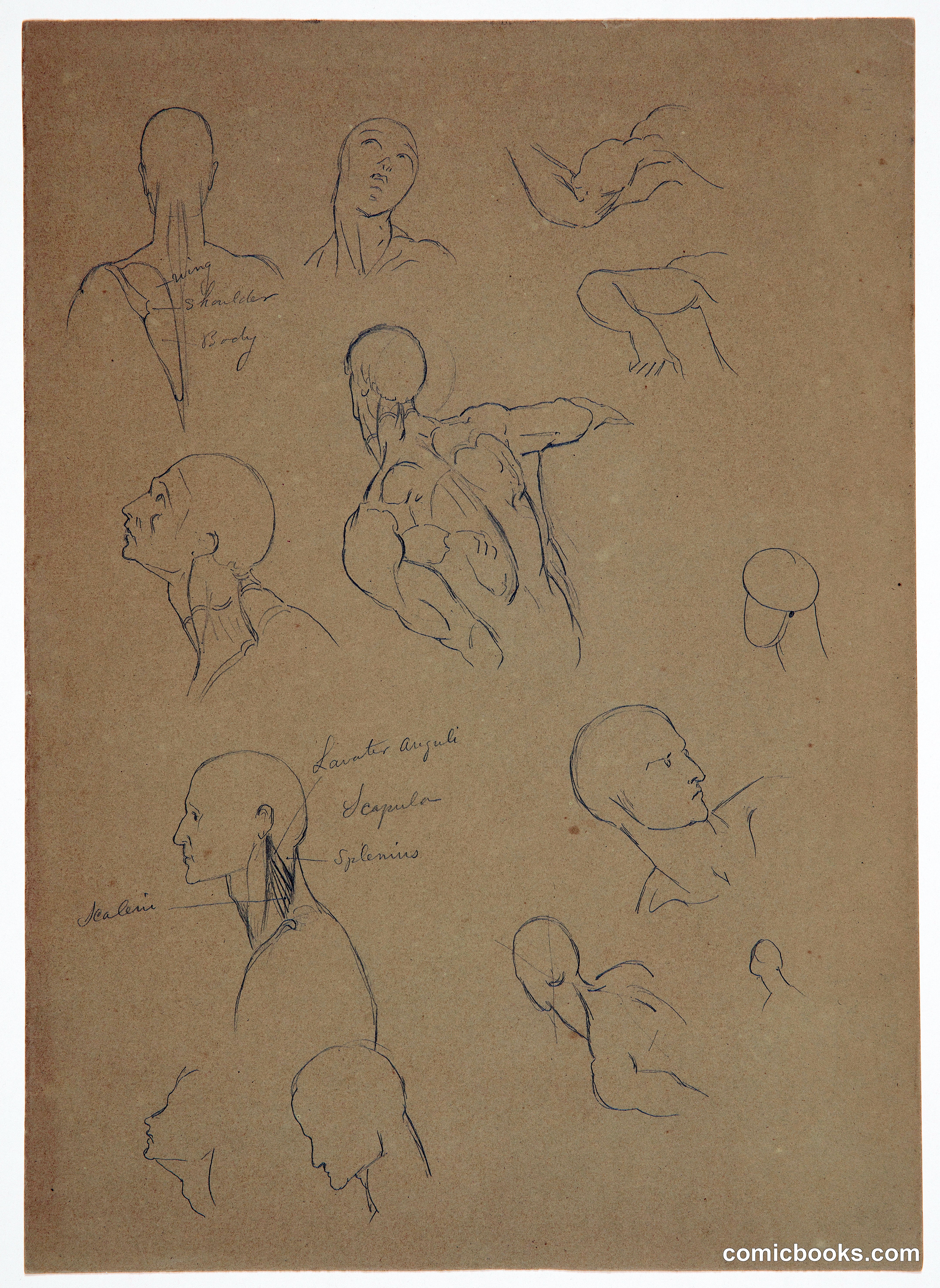 Anatomical Sketches of the Head, Neck, and Shoulders