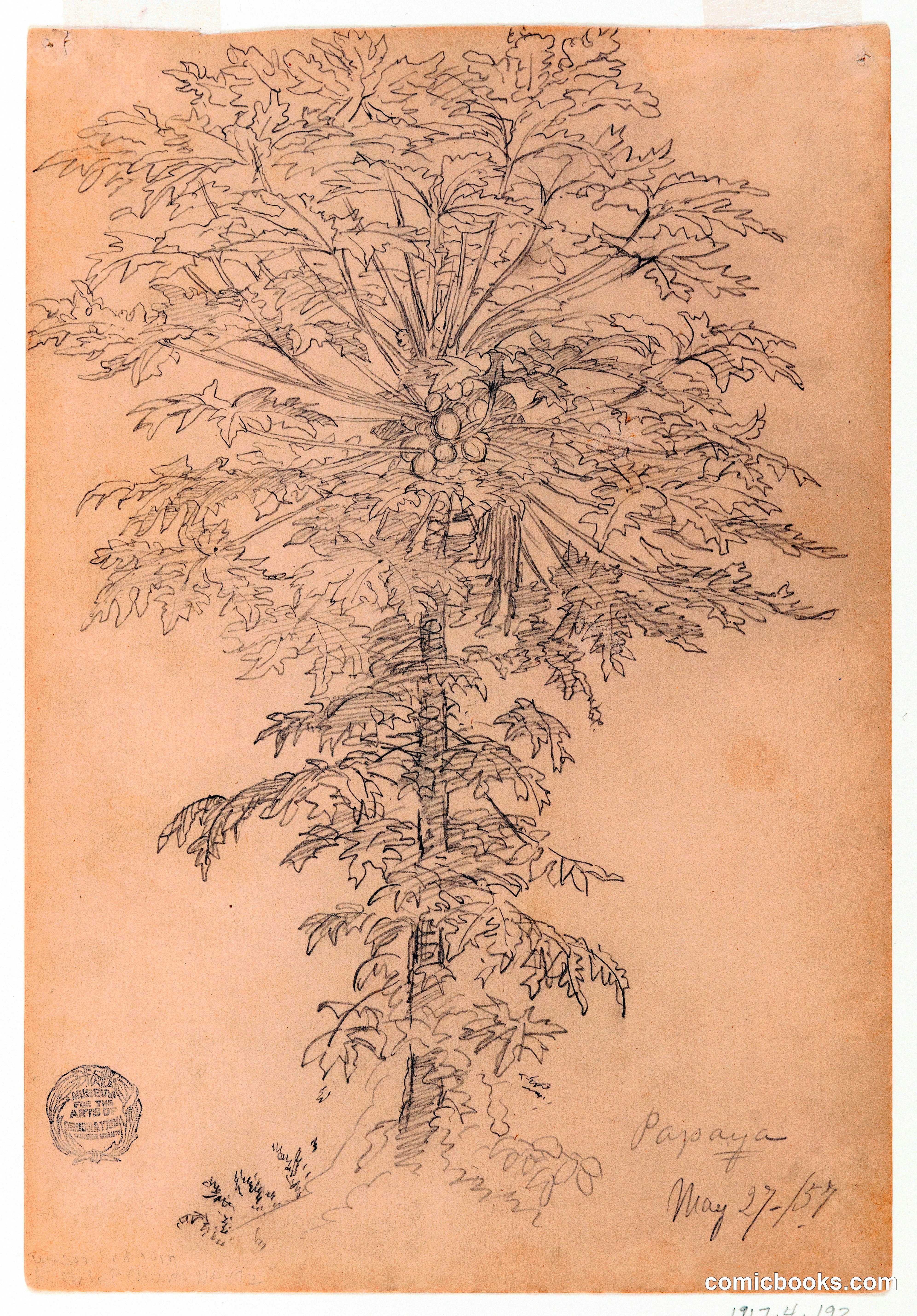 Papaya Tree, Ecuador