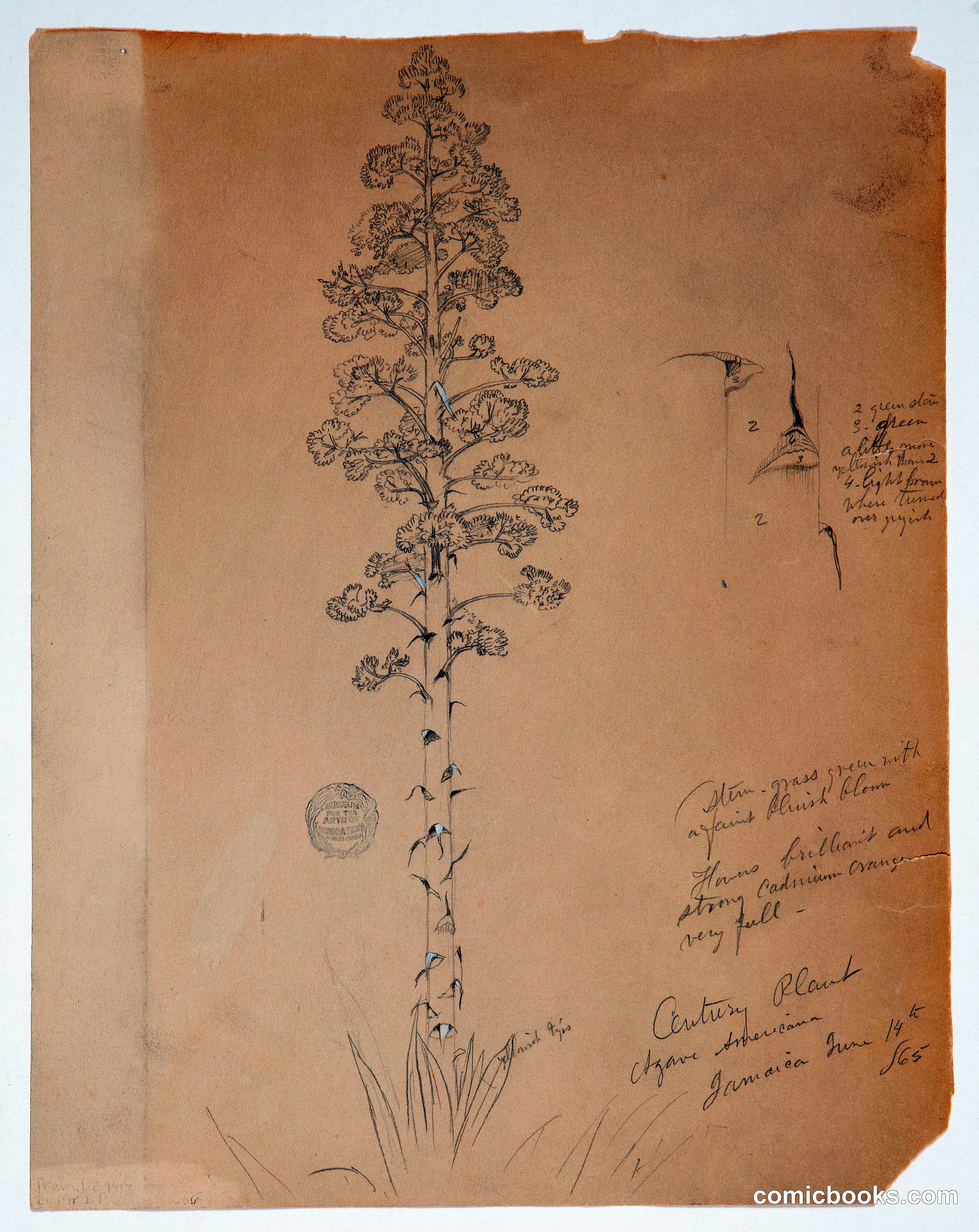 Century Plant in Bloom, Jamaica