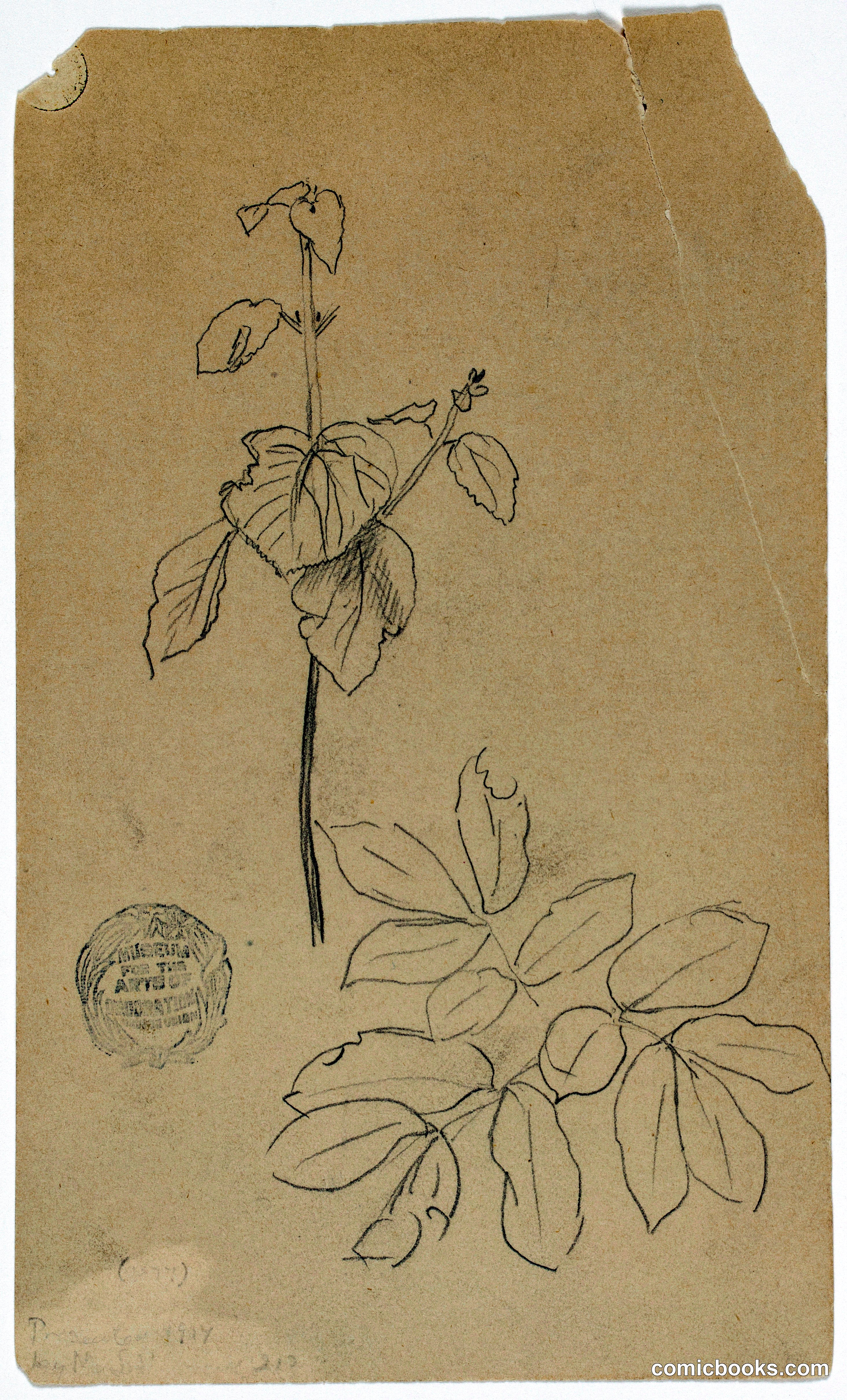 Plant Sketch