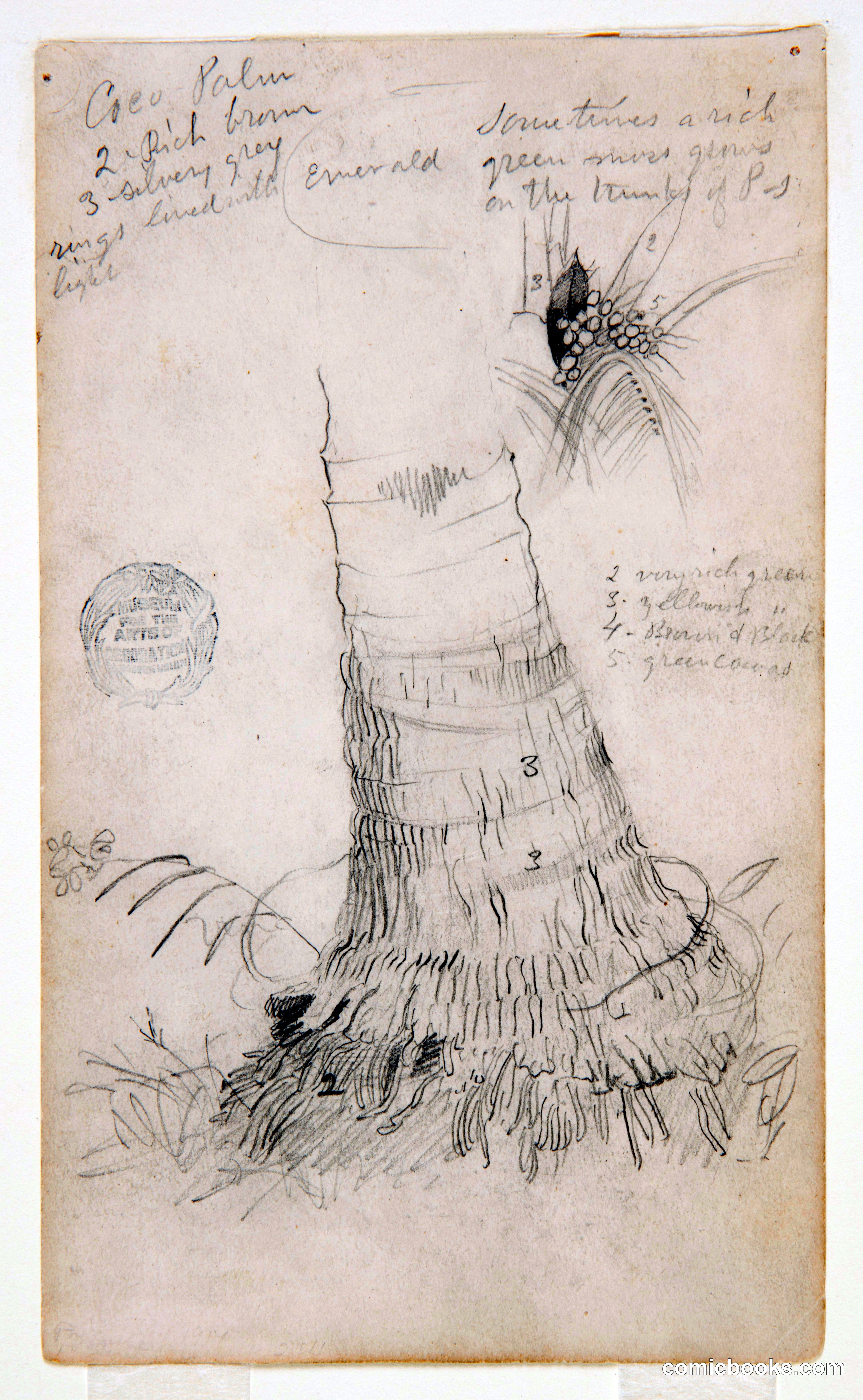 Coconut Palm, Ecuador