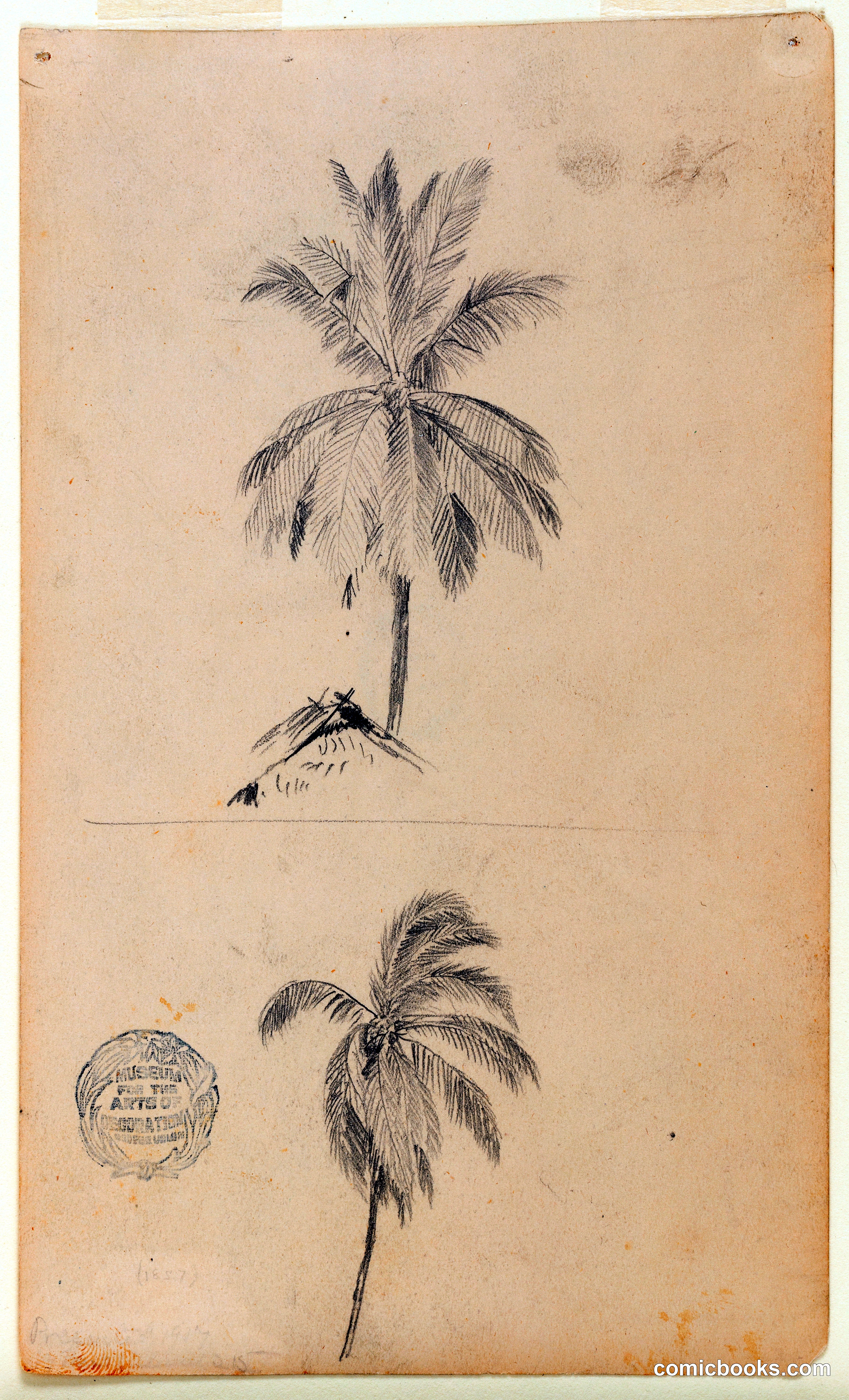 Coconut Palm, Two Views